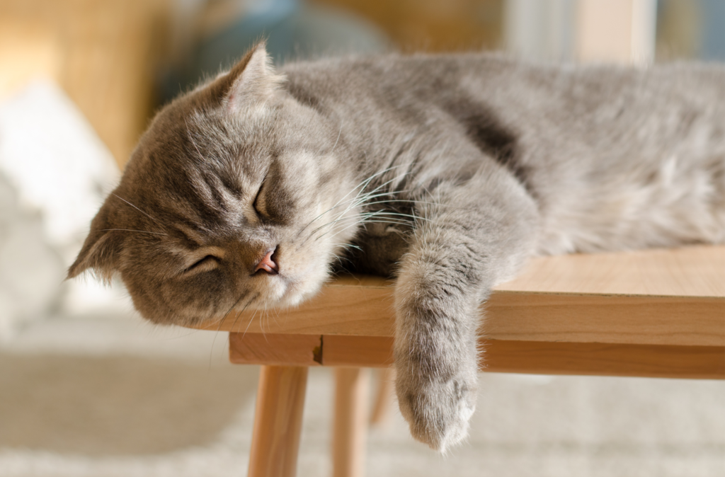 Visites animaux à domicile Aizenay et alentours