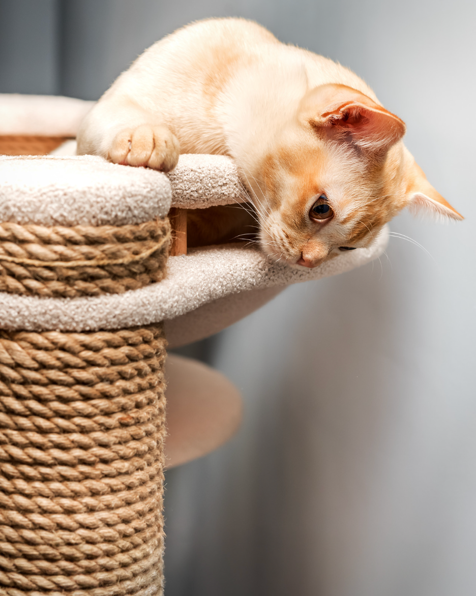 Artisane menuisière et garde d'animaux - Mobilier bois pour chats et NACs Aizenay