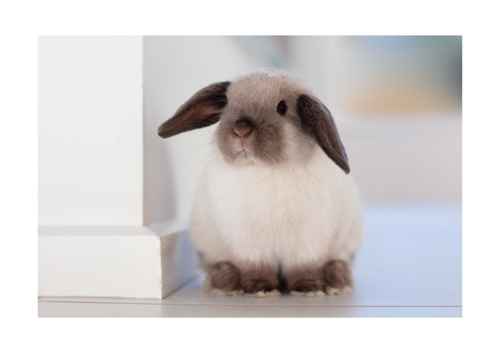 Visite d'animaux aizenay