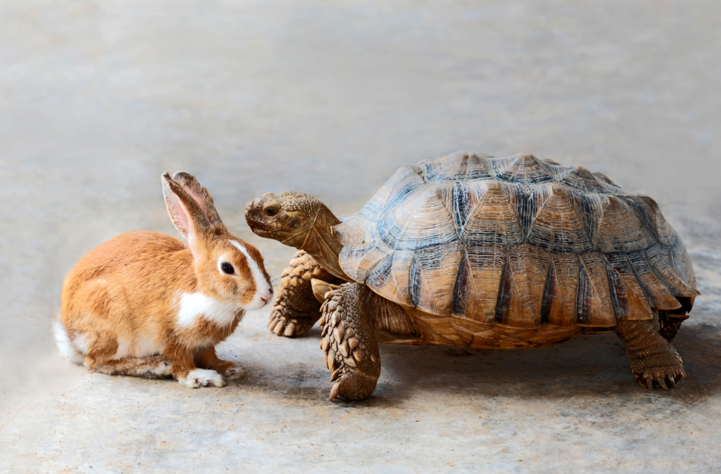 Visite d'animaux aizenay