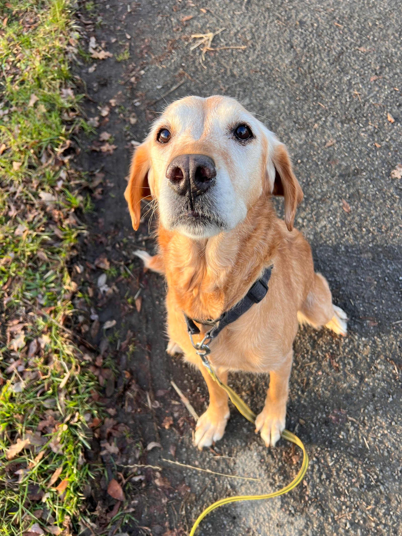 Service de garde d'animaux Aizenay - Visite de chat à domicile