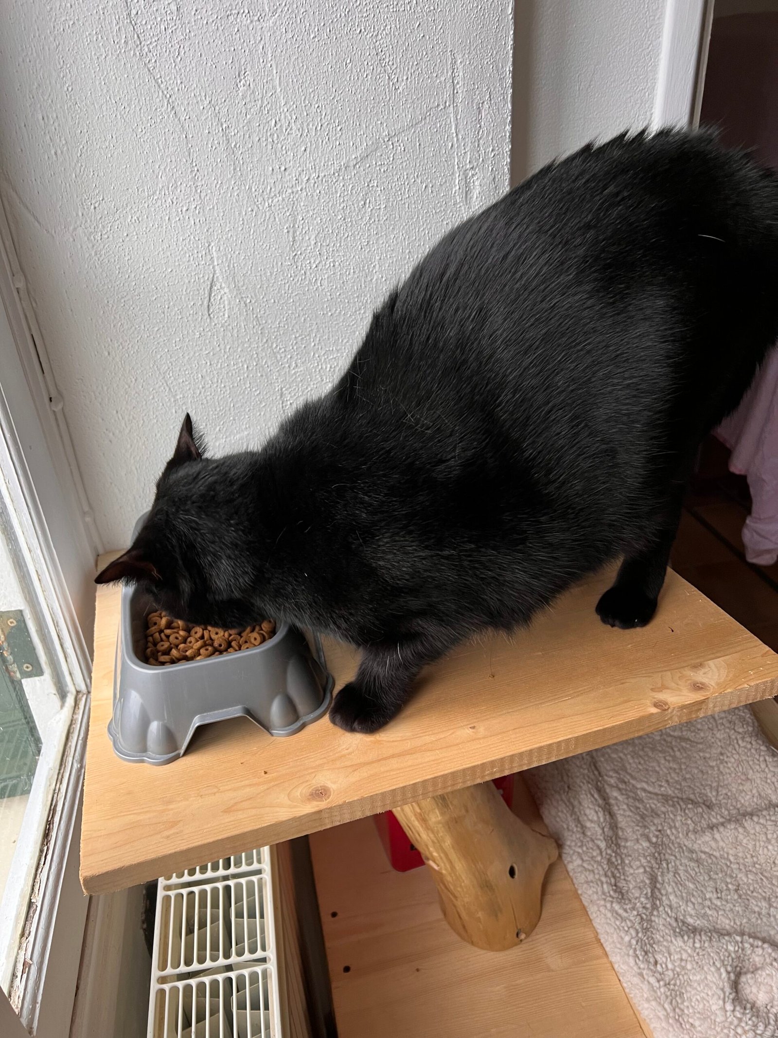 Service de garde d'animaux Aizenay - Visite de chat à domicile