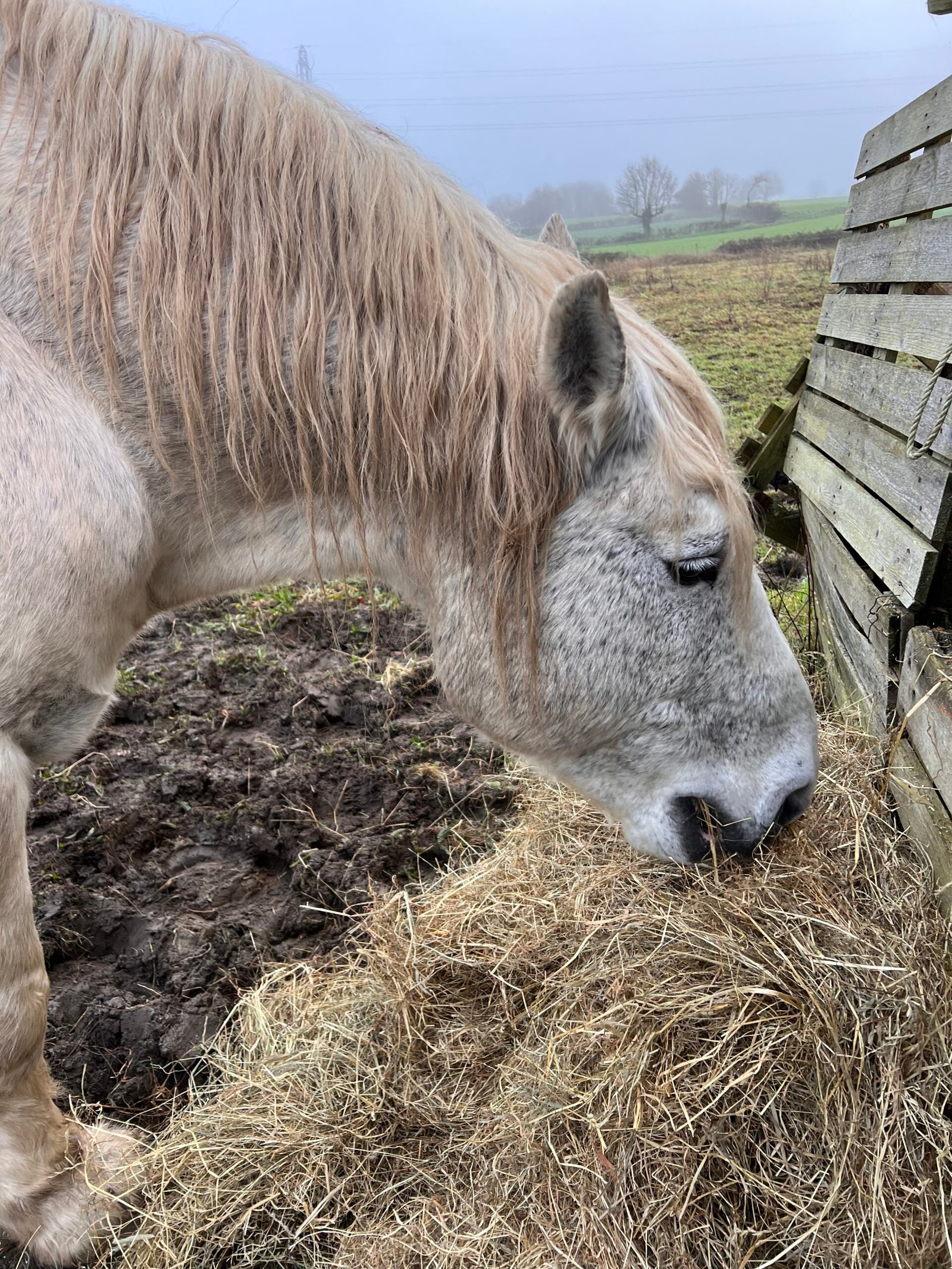 Service de garde d'animaux Aizenay - Visite de chat à domicile