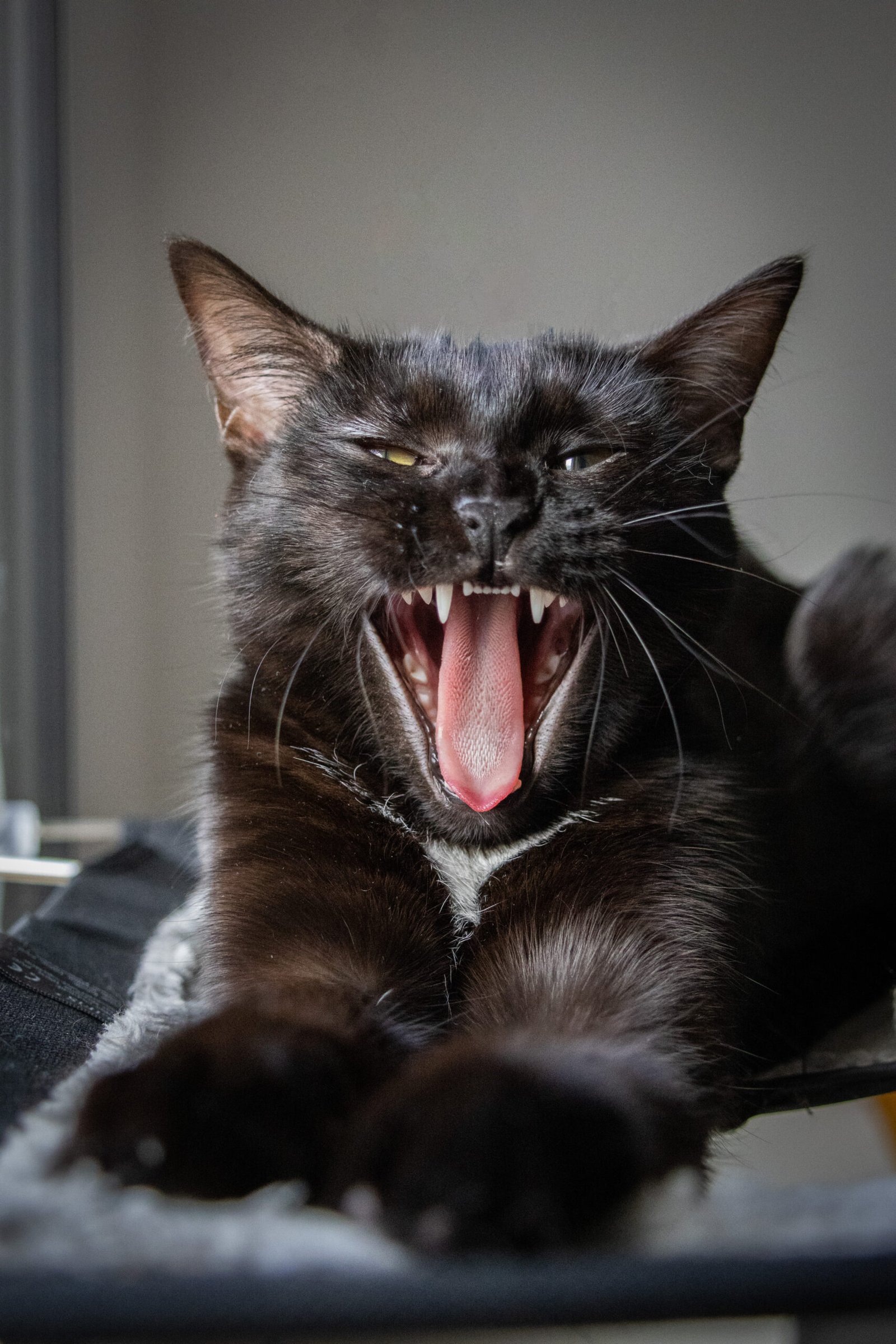 Chat Aizenay Vendée