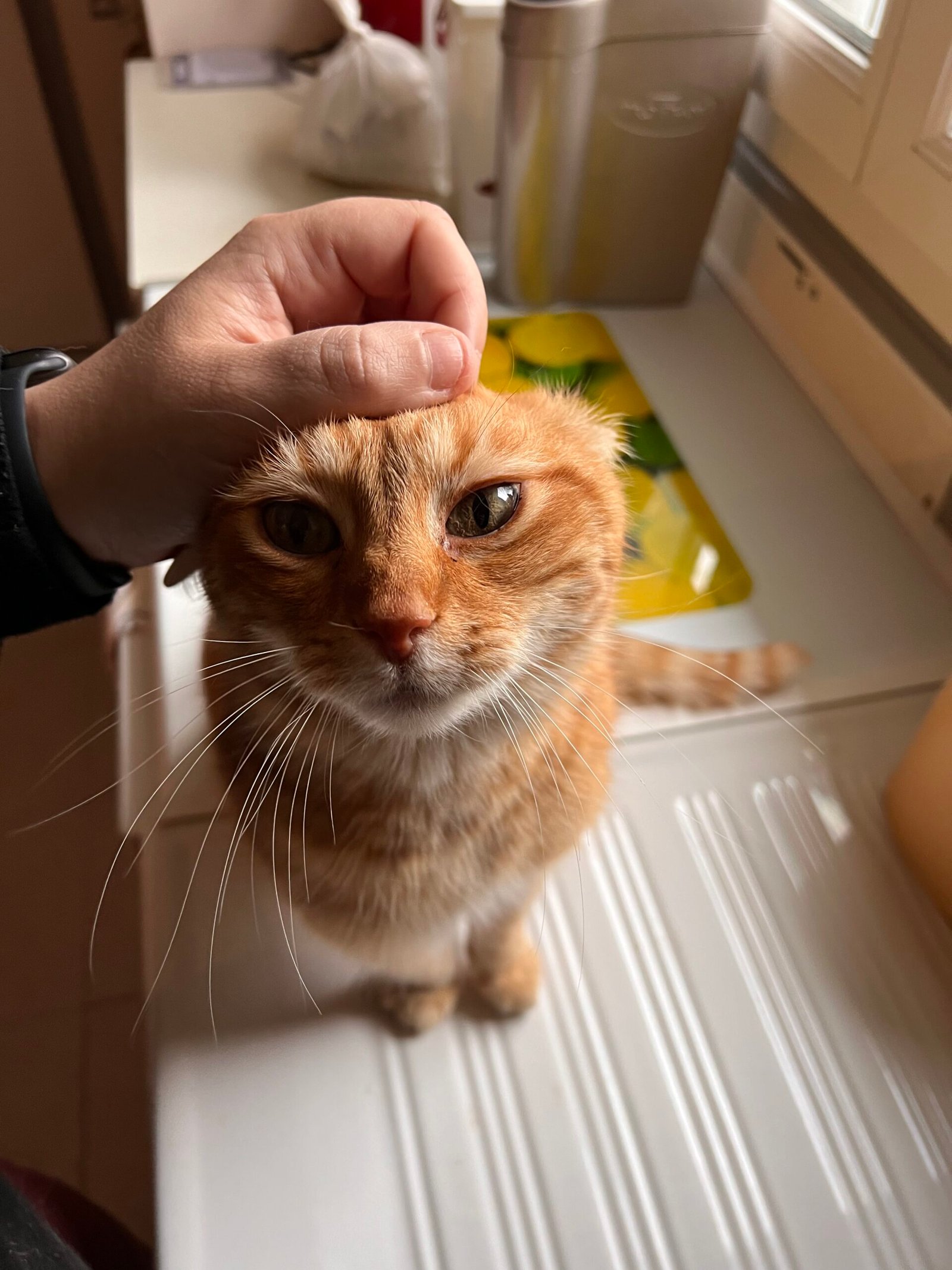 Service de garde d'animaux Aizenay - Visite de chat à domicile