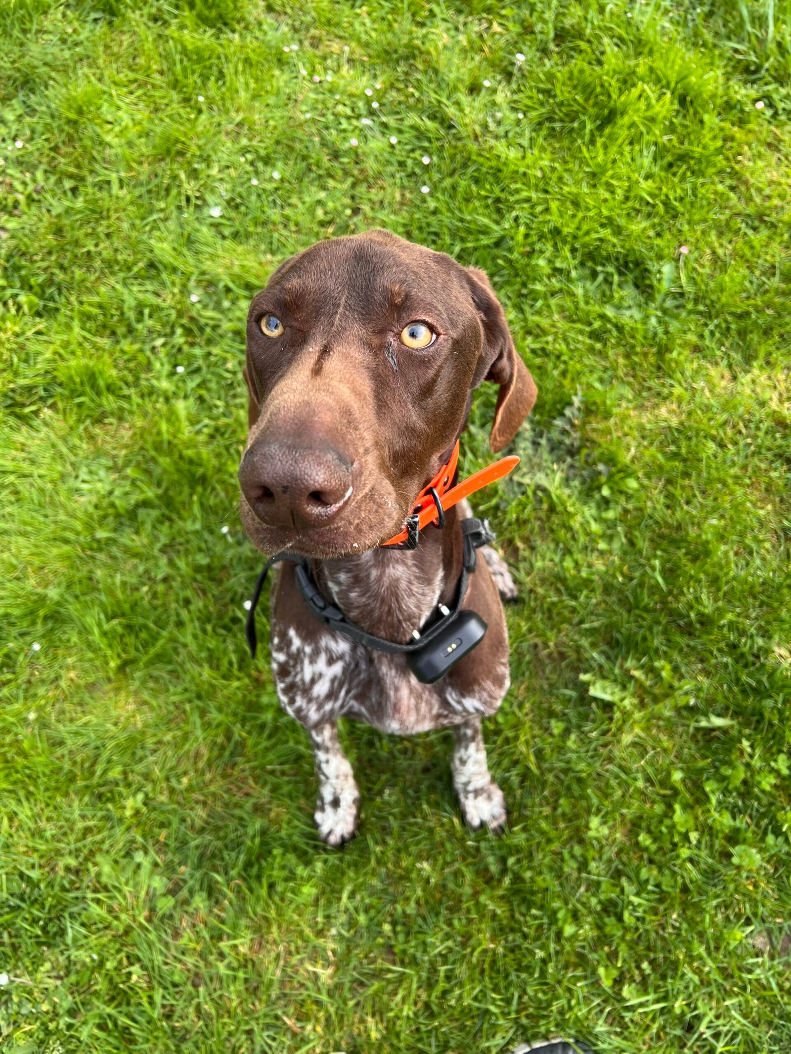 Service de garde d'animaux Aizenay - Visite de chat à domicile