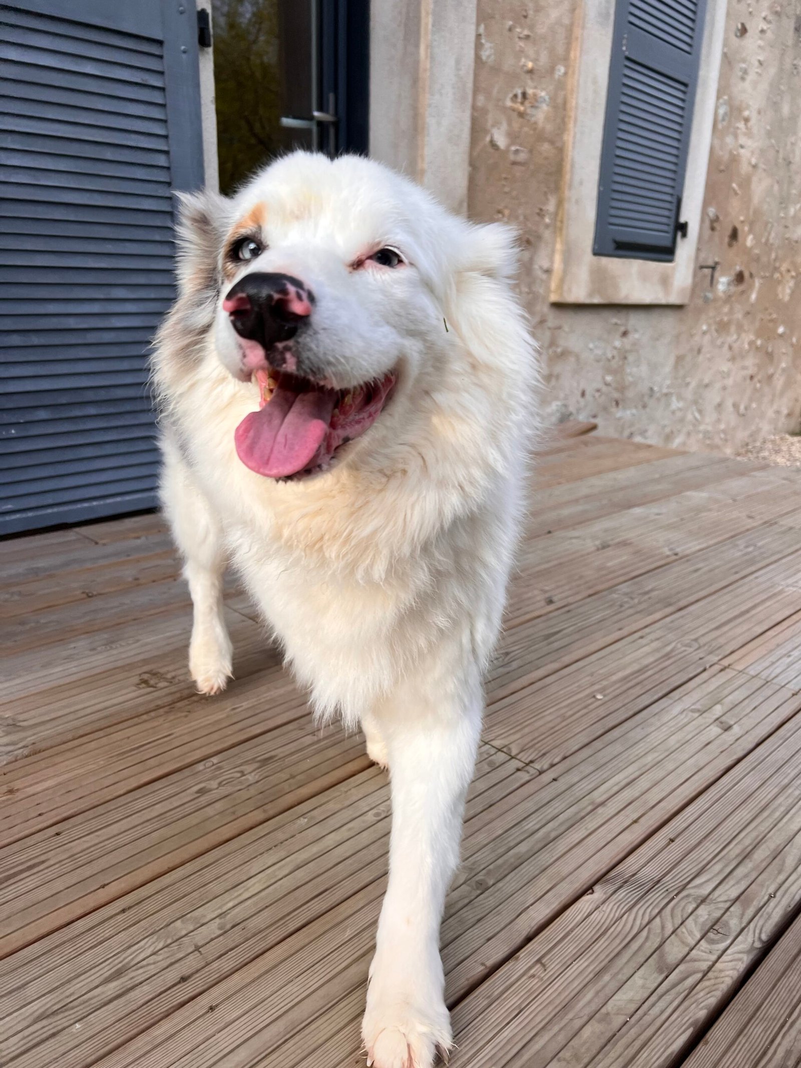 Service de garde d'animaux Aizenay - Visite de chat à domicile