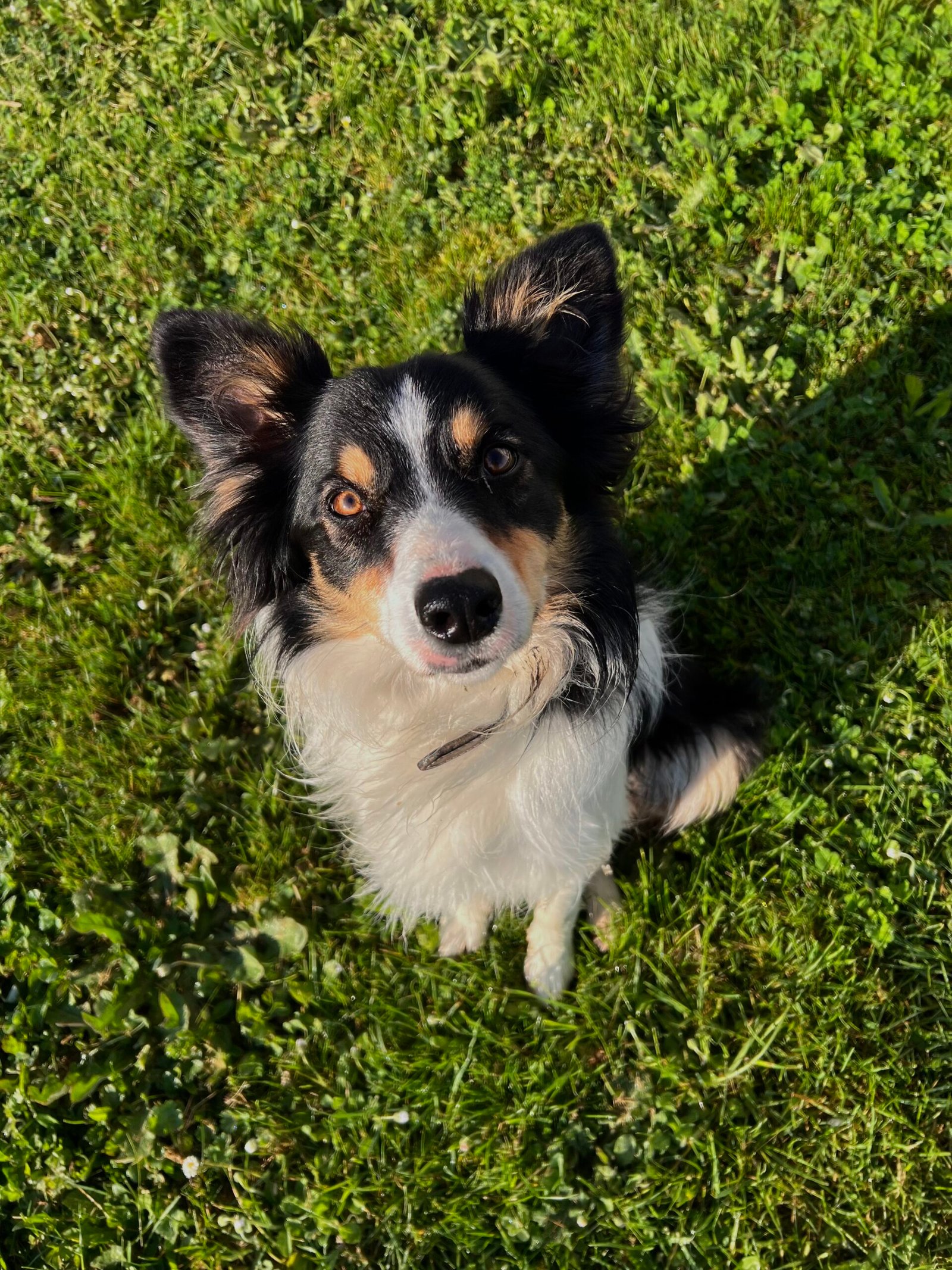 Service de garde d'animaux Aizenay - Visite de chat à domicile