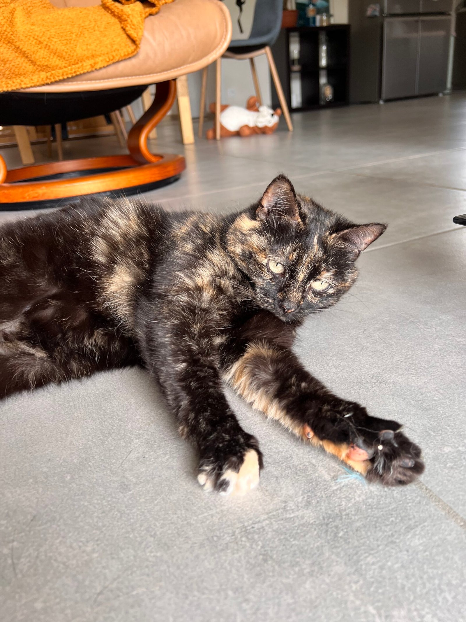 Service de garde d'animaux Aizenay - Visite de chat à domicile