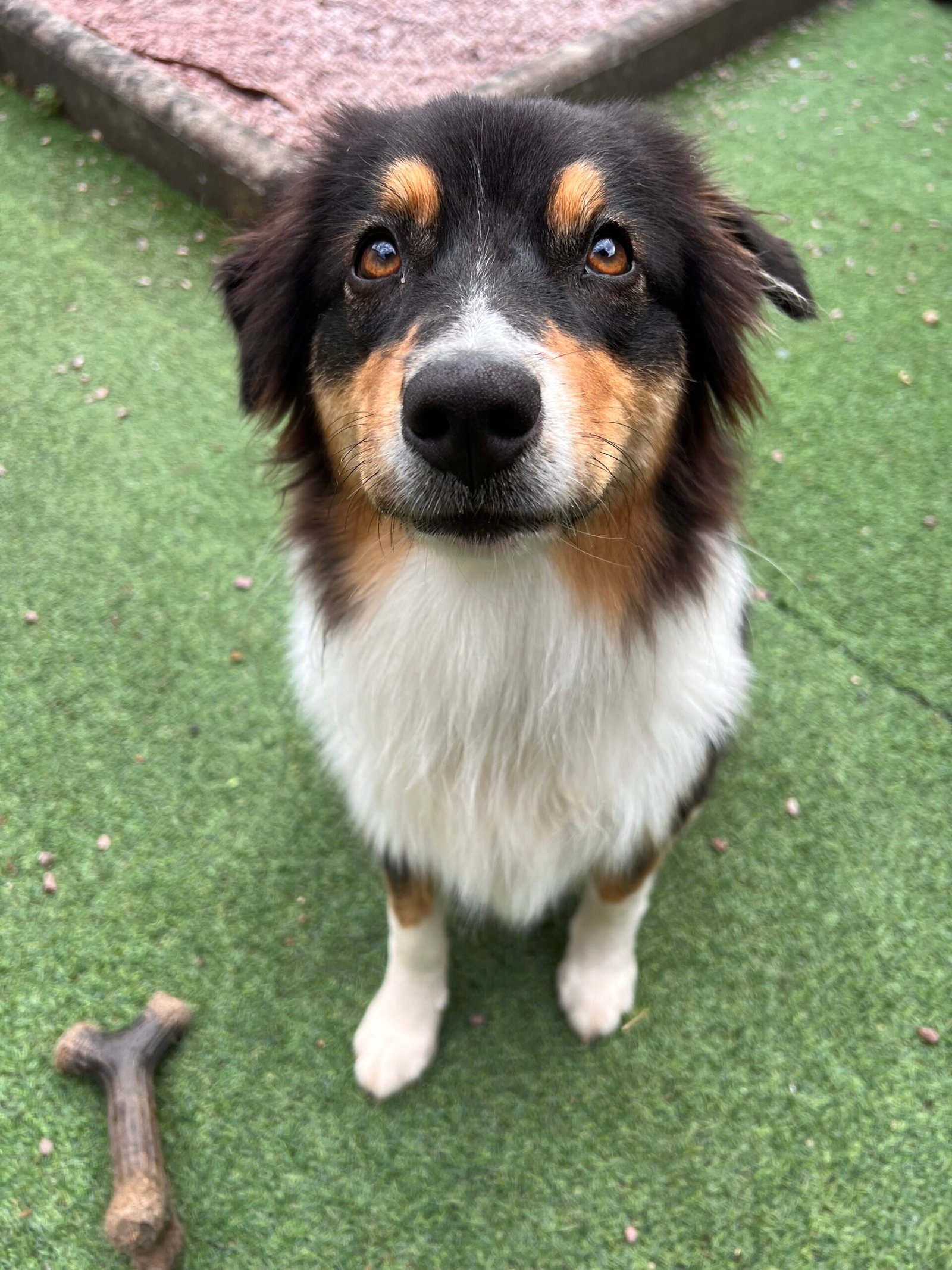 Service de garde d'animaux Aizenay - Visite de chat à domicile