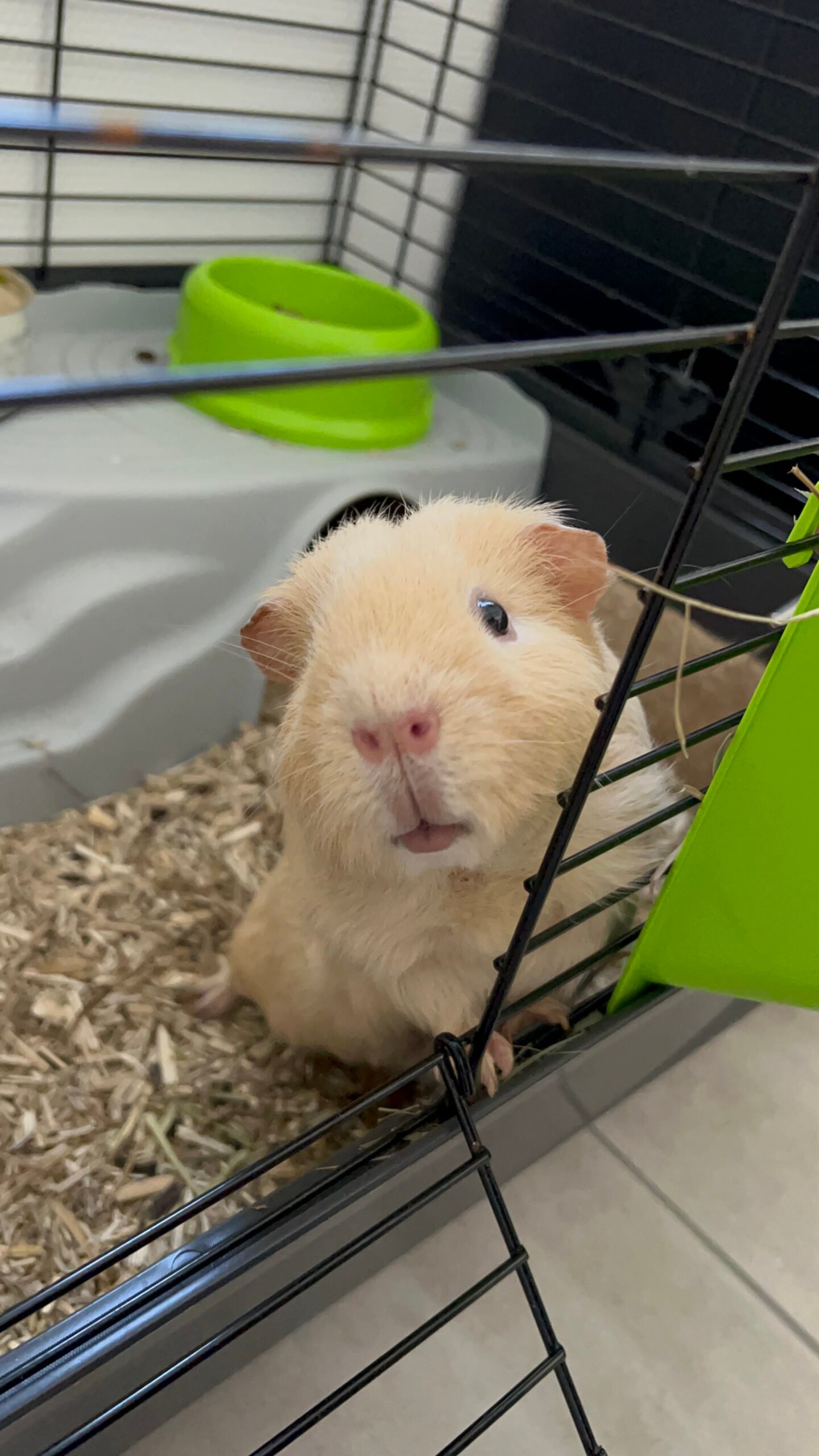 Service de garde d'animaux Aizenay - Visite de chat à domicile