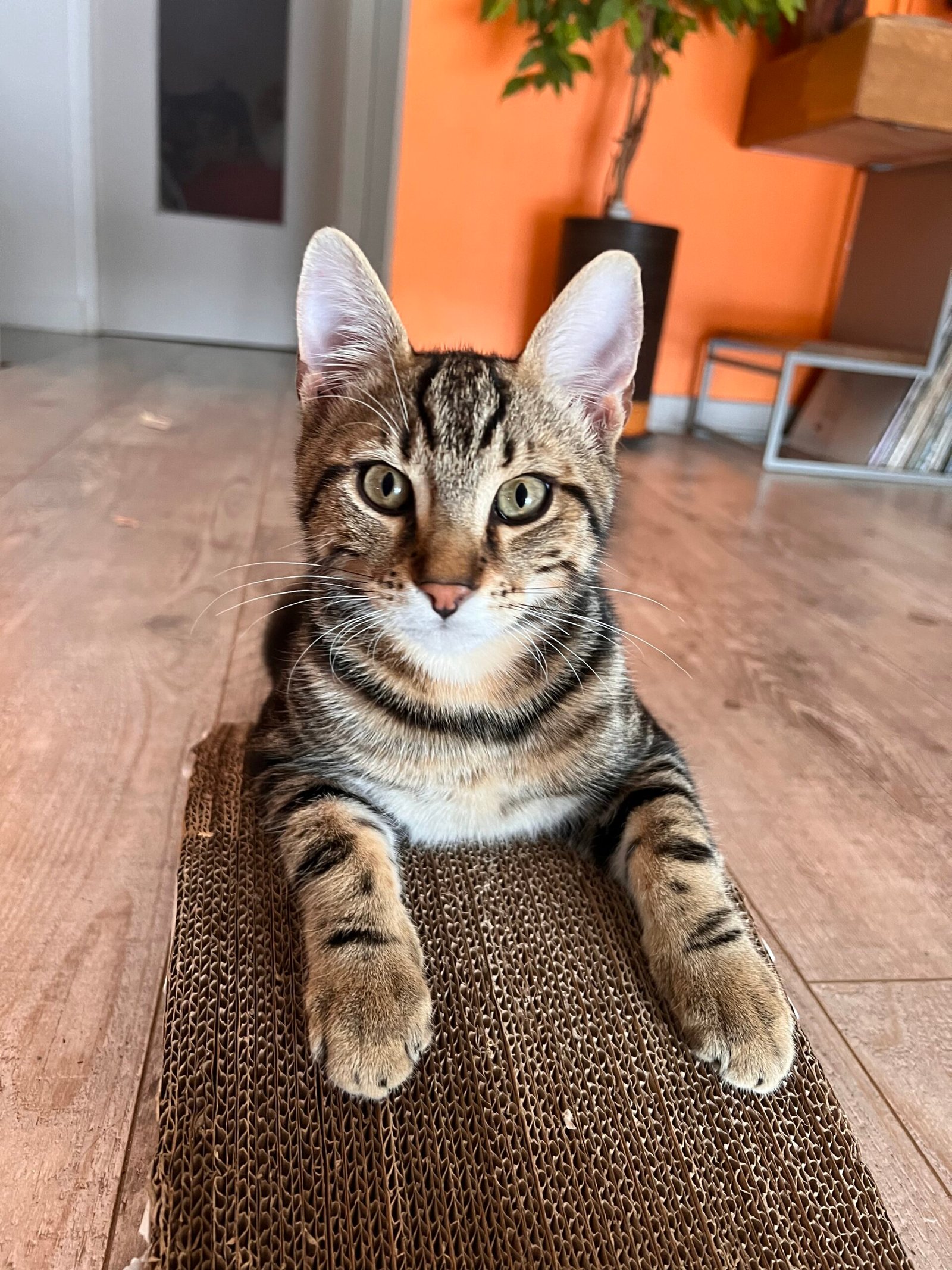 Service de garde d'animaux Aizenay - Visite de chat à domicile