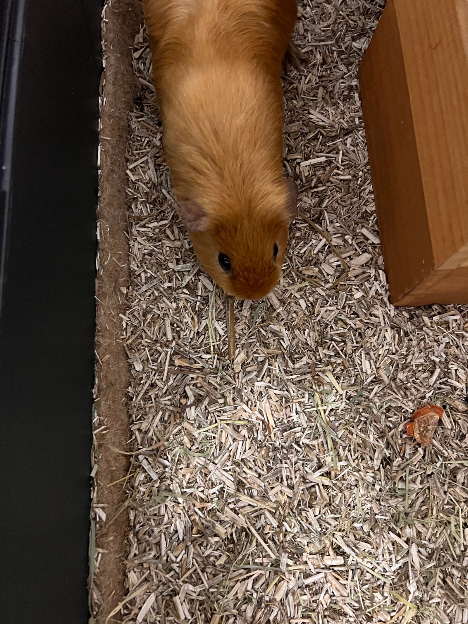 Service de garde d'animaux Aizenay - Visite de chat à domicile