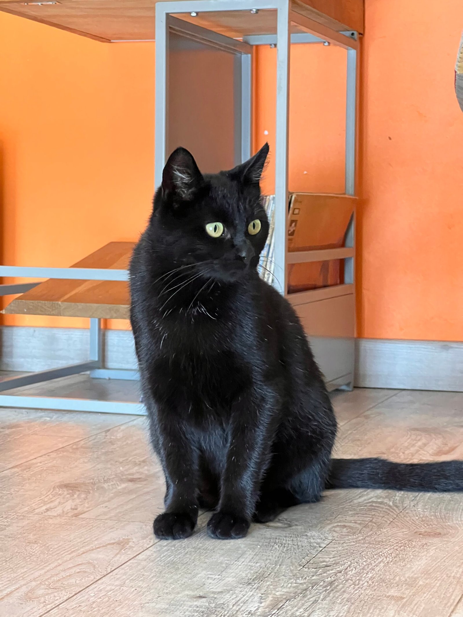 Service de garde d'animaux Aizenay - Visite de chat à domicile