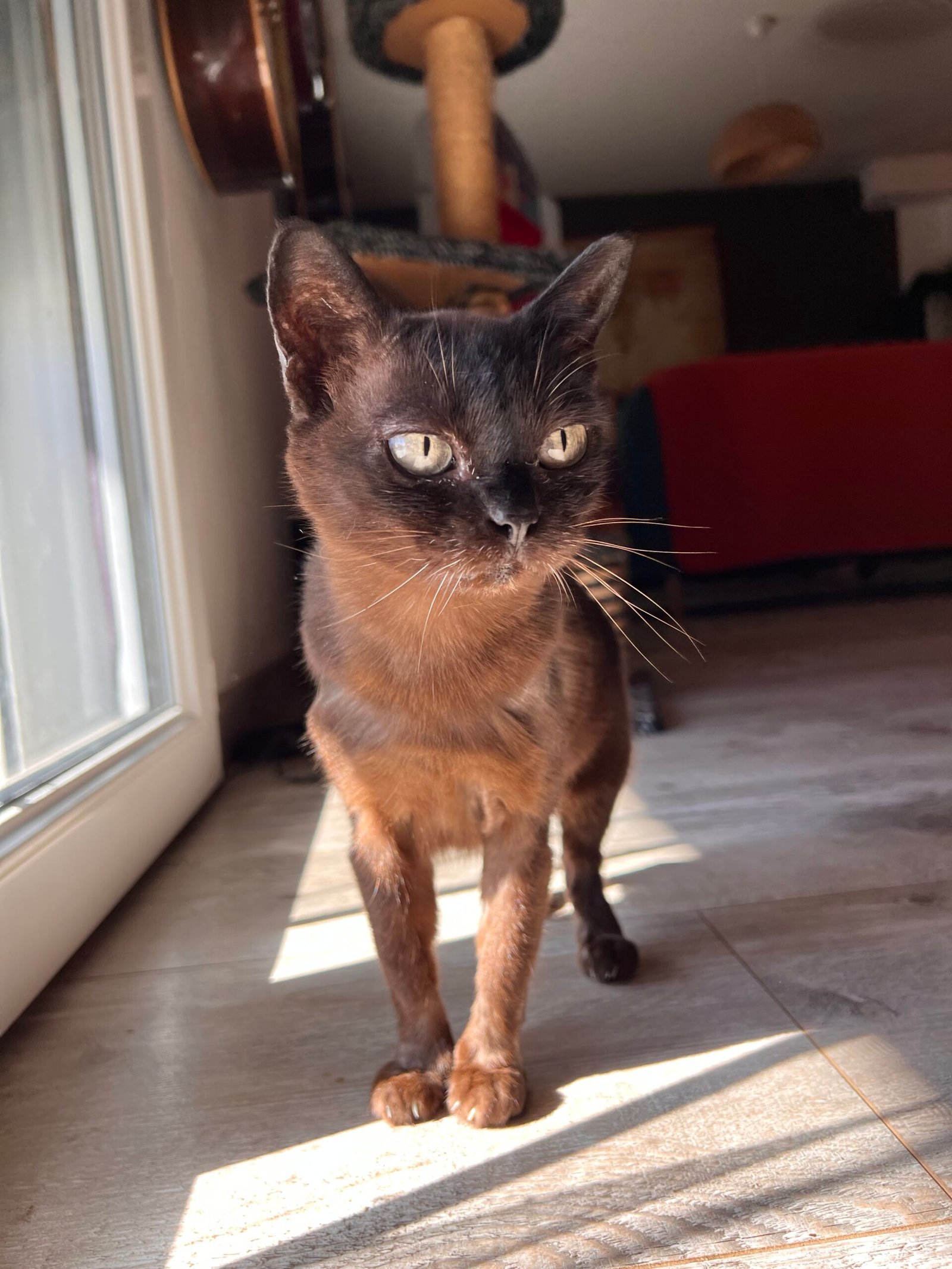 Service de garde d'animaux Aizenay - Visite de chat à domicile