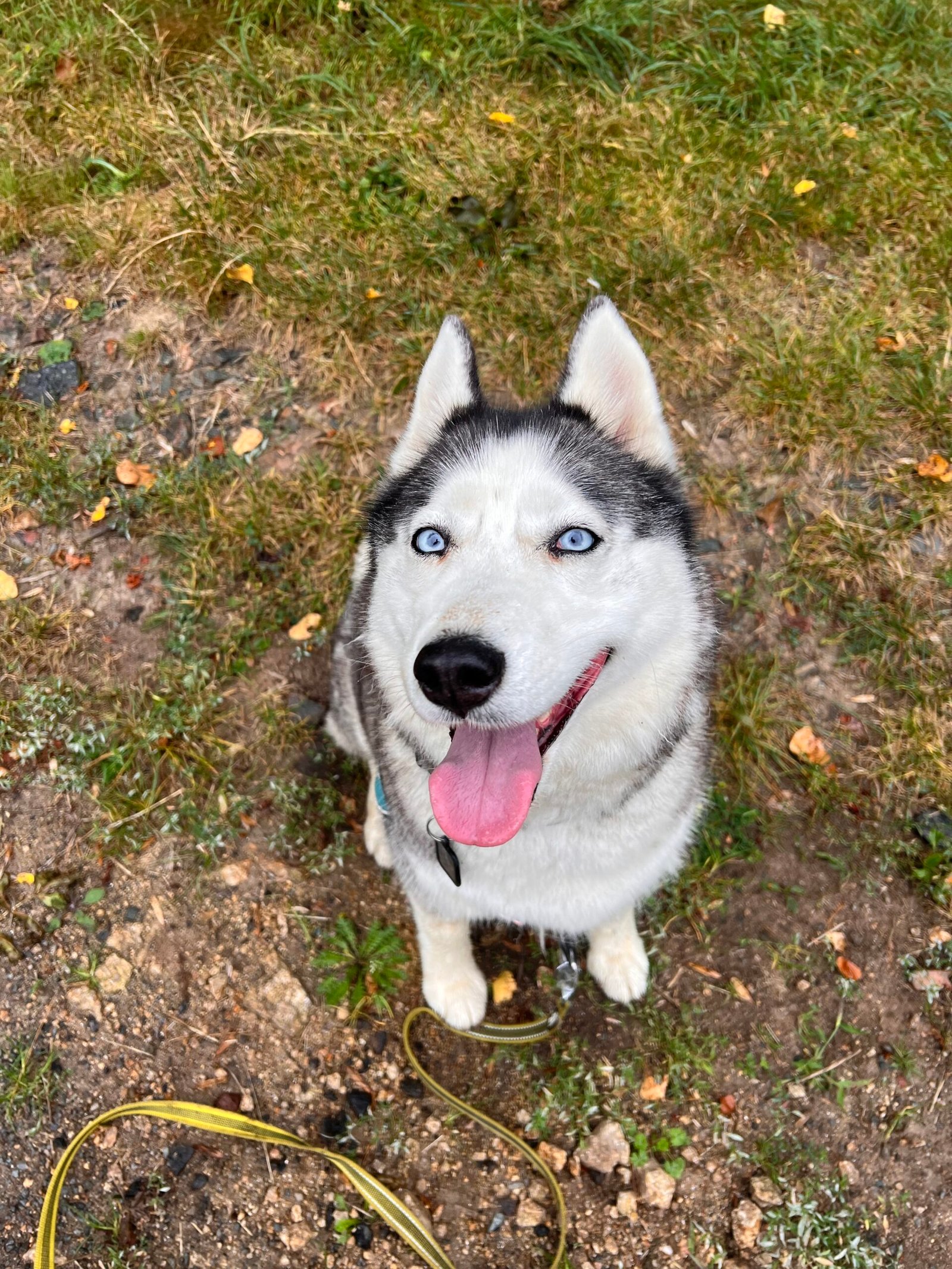 Service de garde d'animaux Aizenay - Visite de chat à domicile