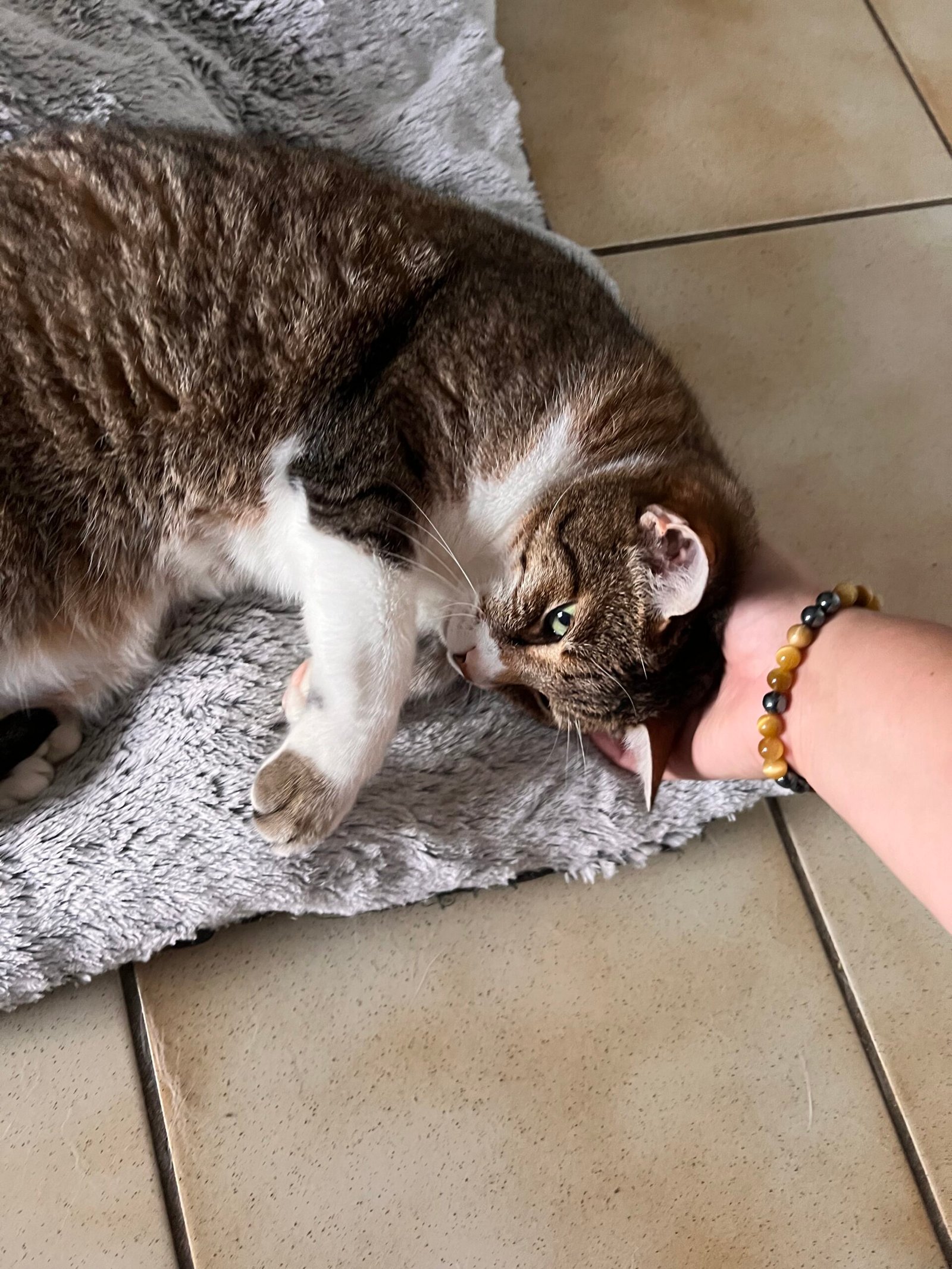 Service de garde d'animaux Aizenay - Visite de chat à domicile