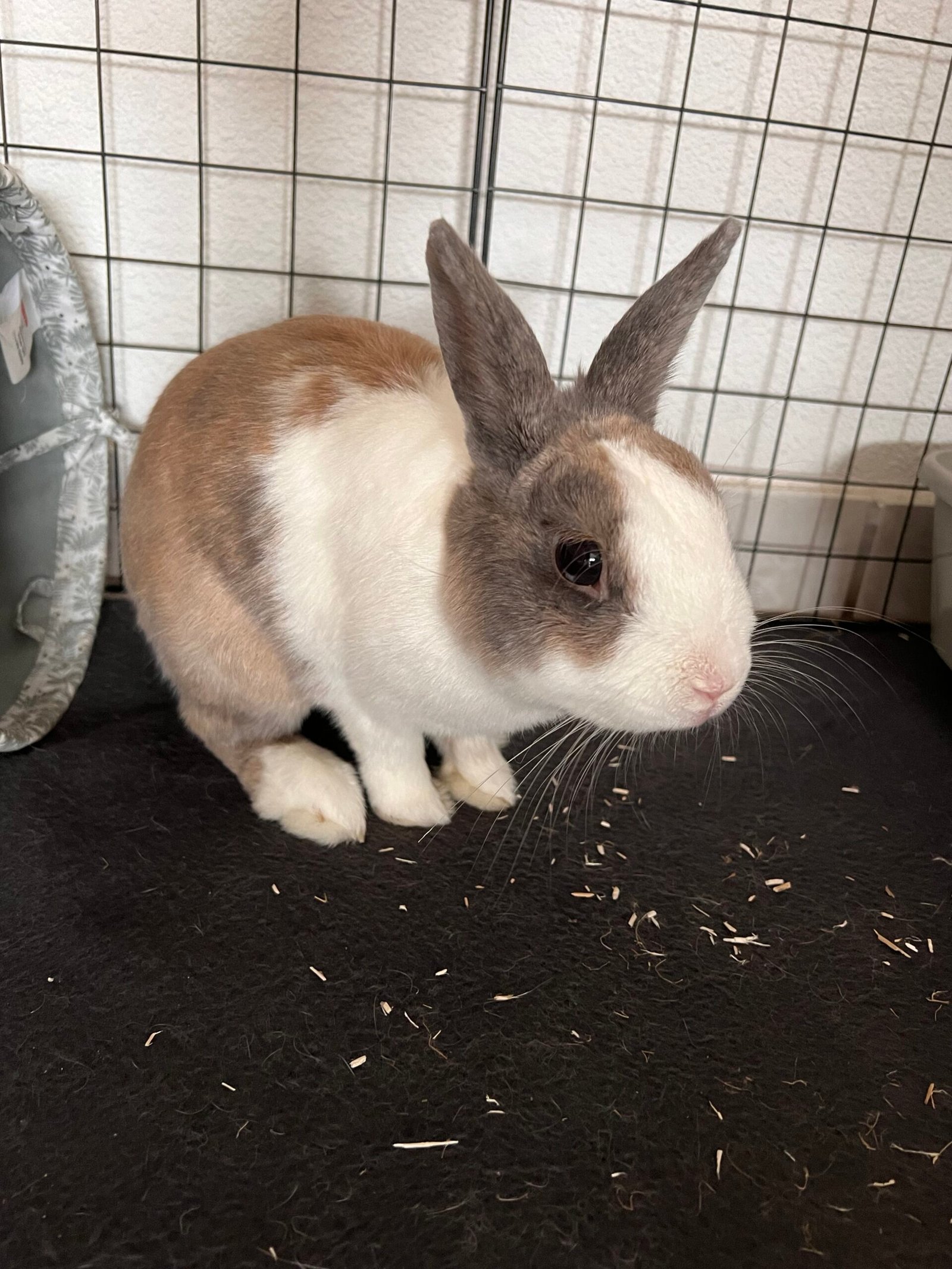 Service de garde d'animaux Aizenay - Visite de chat à domicile