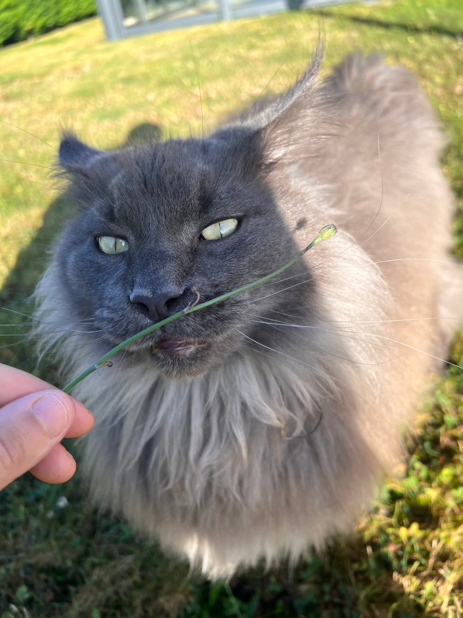 Service de garde d'animaux Aizenay - Visite de chat à domicile