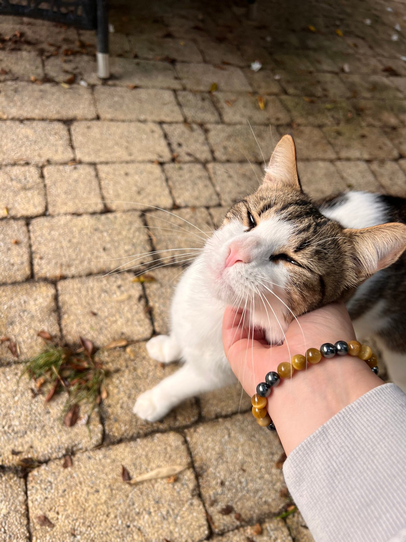 Service de garde d'animaux Aizenay - Visite de chat à domicile