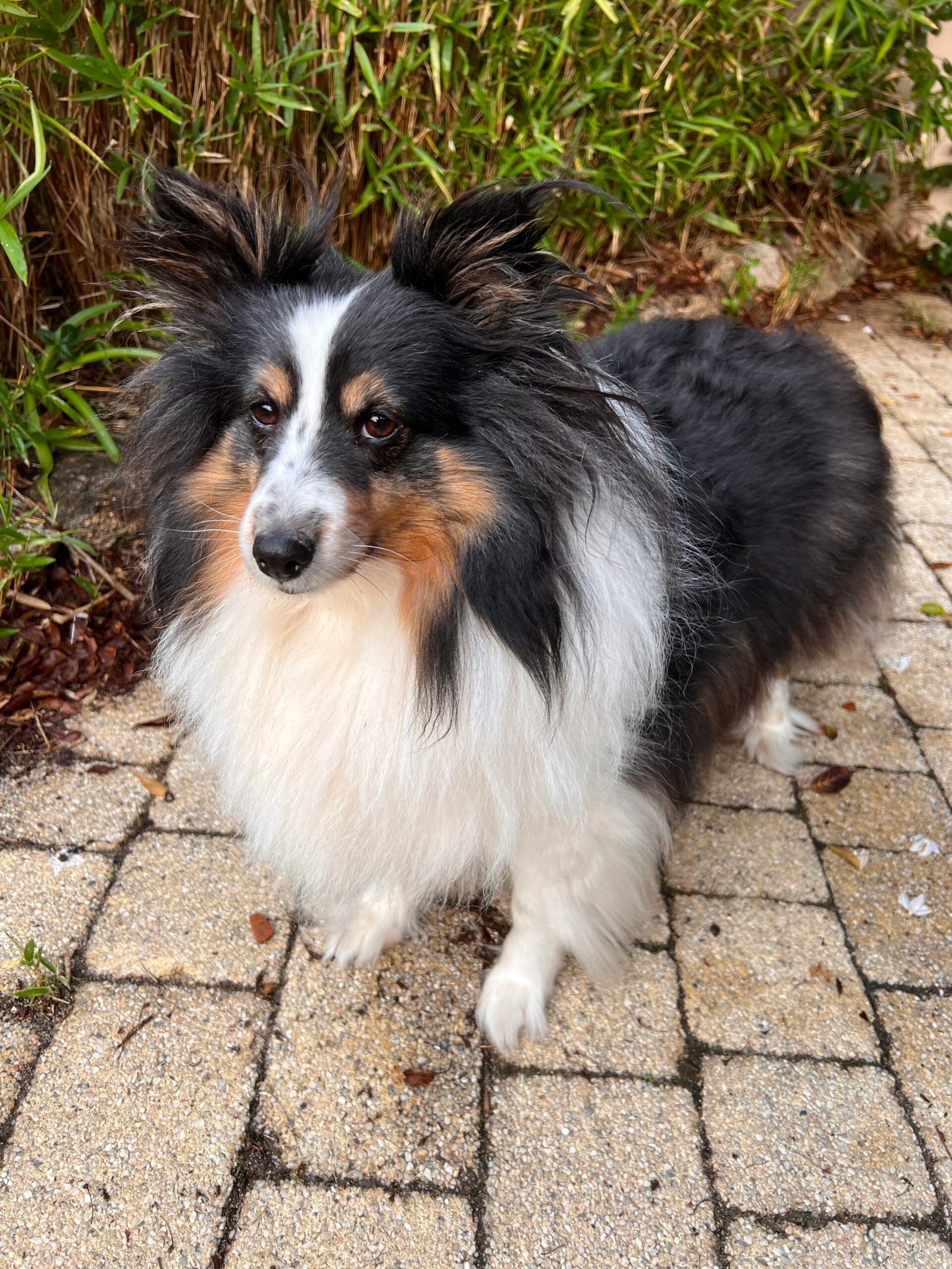 Service de garde d'animaux Aizenay - Visite de chat à domicile