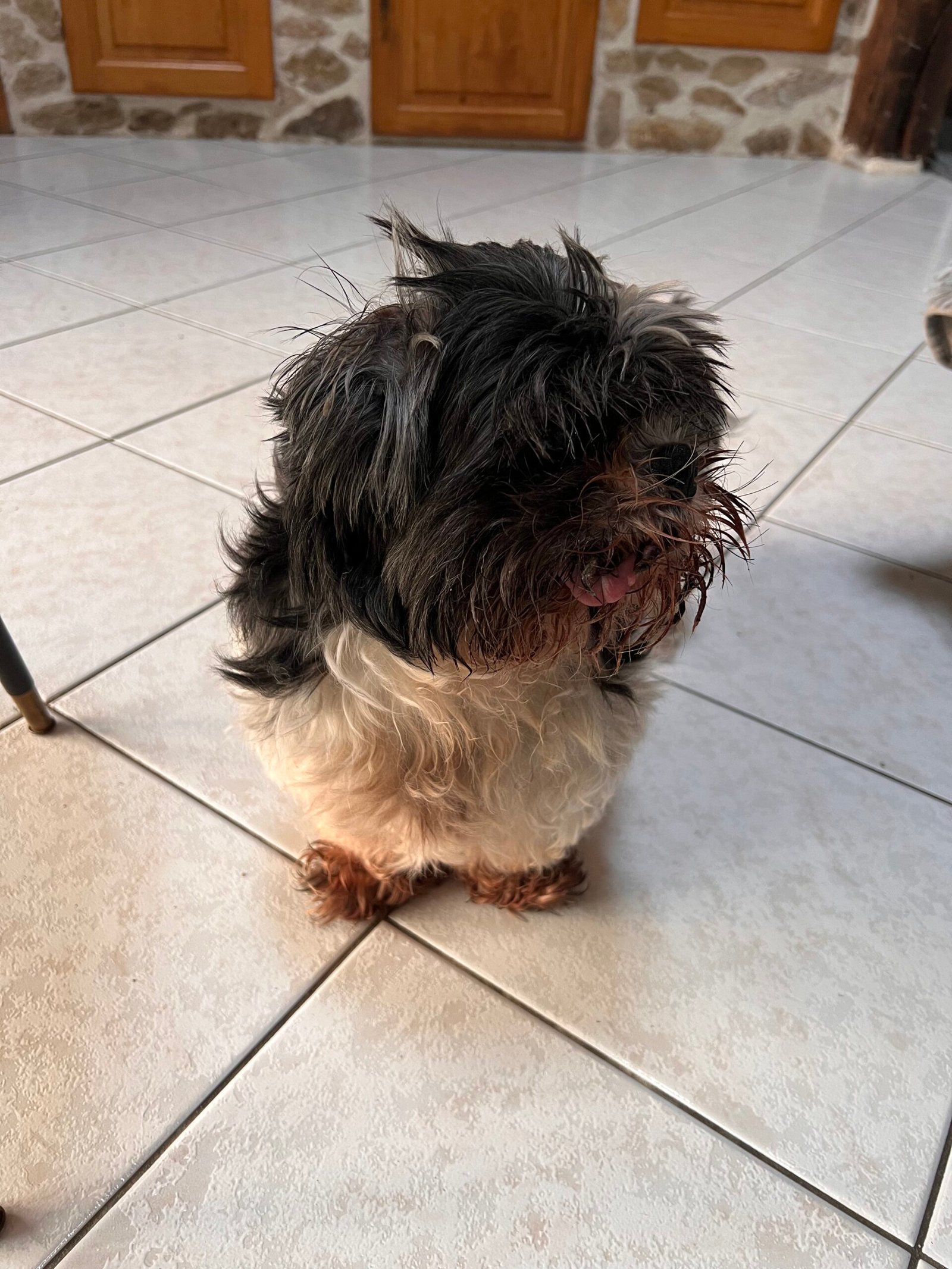 Service de garde d'animaux Aizenay - Visite de chat à domicile