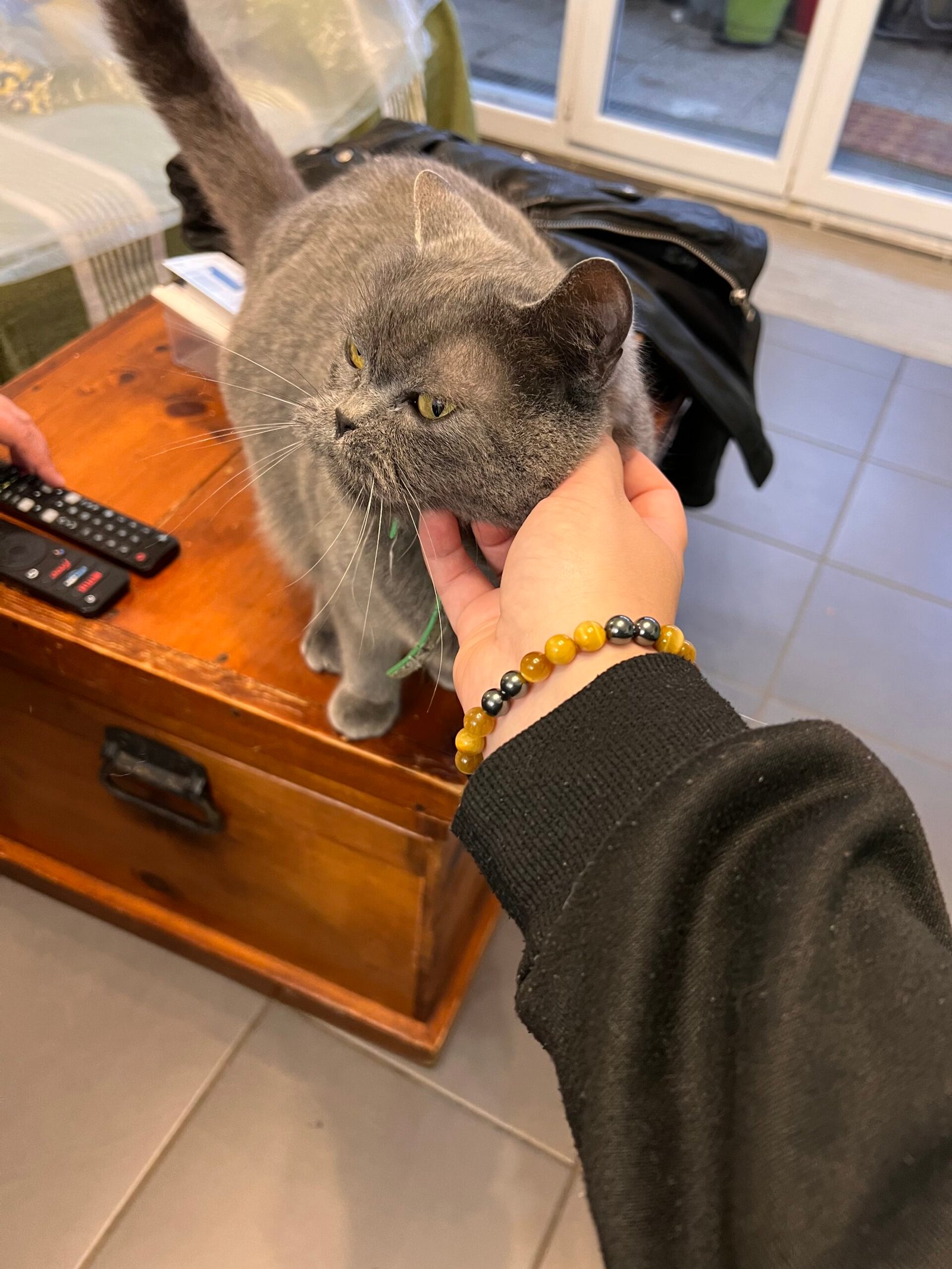 Service de garde d'animaux Aizenay - Visite de chat à domicile