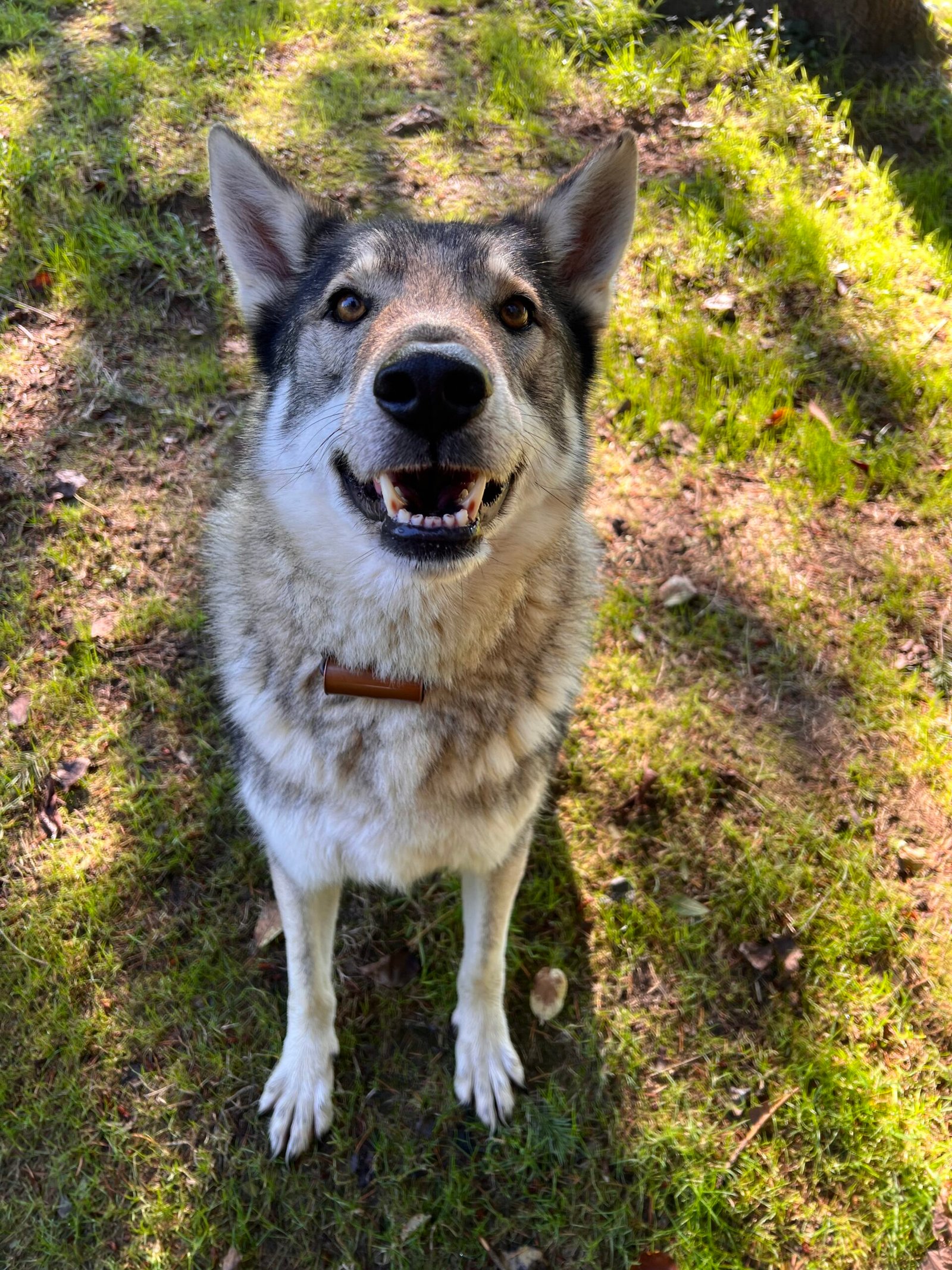 Service de garde d'animaux Aizenay - Visite de chat à domicile