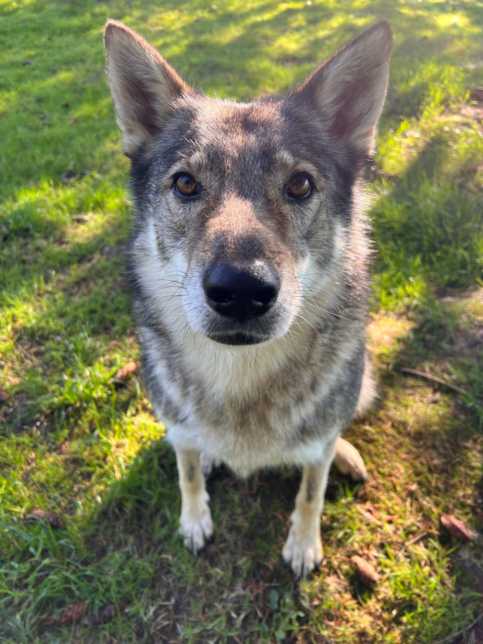 Service de garde d'animaux Aizenay - Visite de chat à domicile