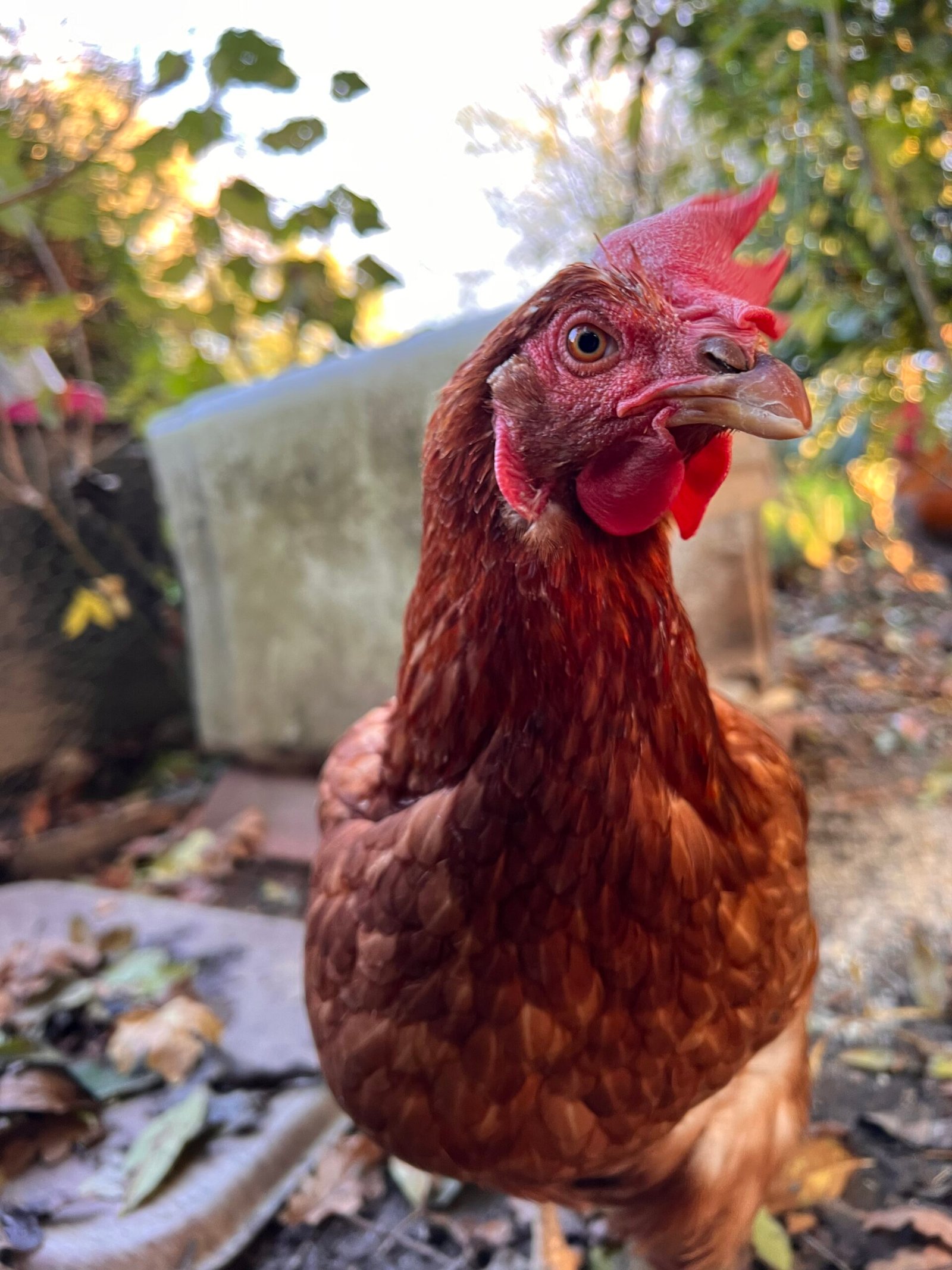 Service de garde d'animaux Aizenay - Visite de chat à domicile