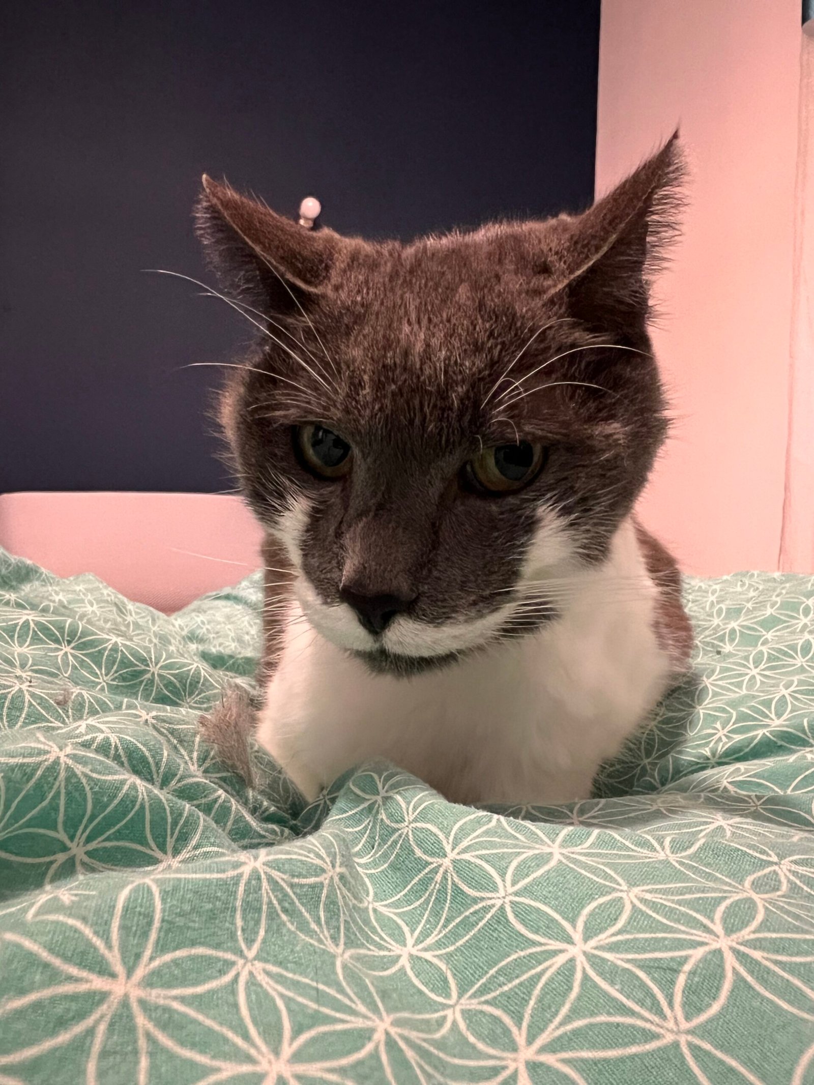 Service de garde d'animaux Aizenay - Visite de chat à domicile