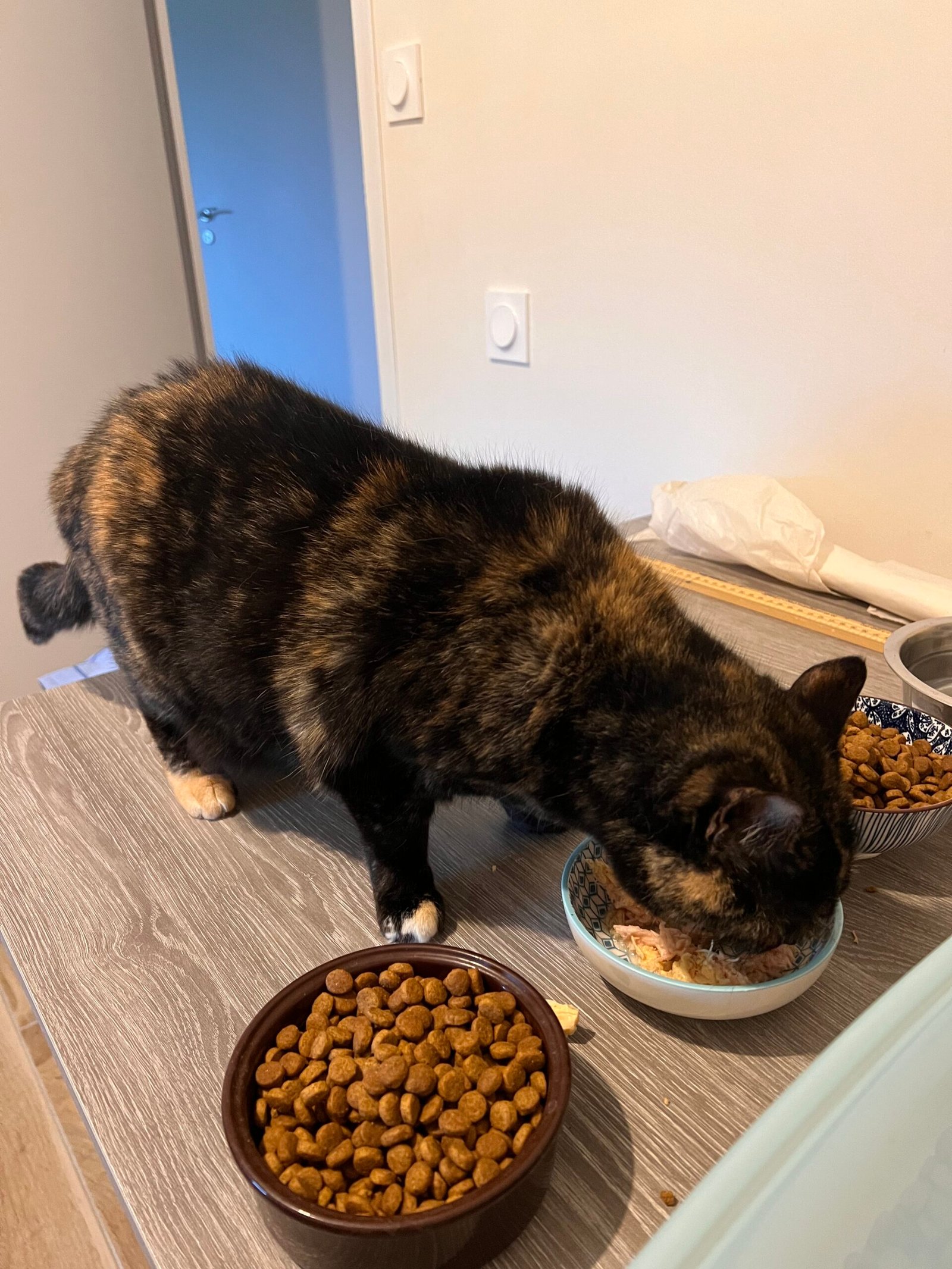 Service de garde d'animaux Aizenay - Visite de chat à domicile