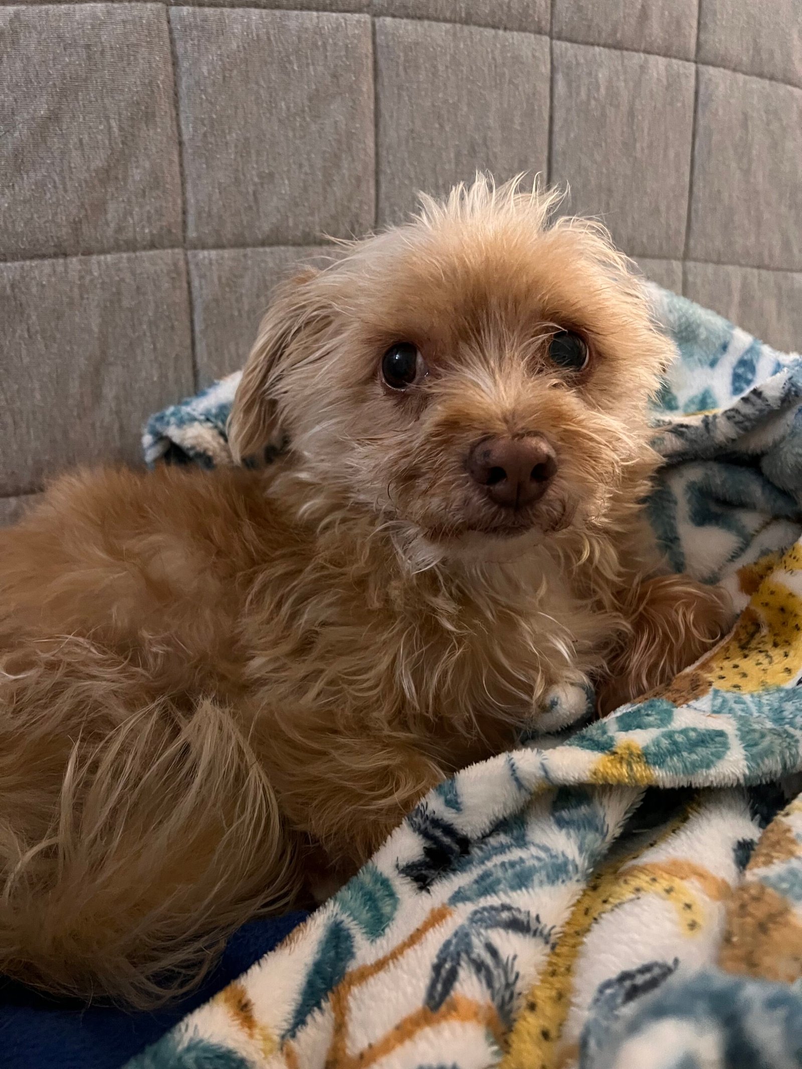 Service de garde d'animaux Aizenay - Visite de chat à domicile