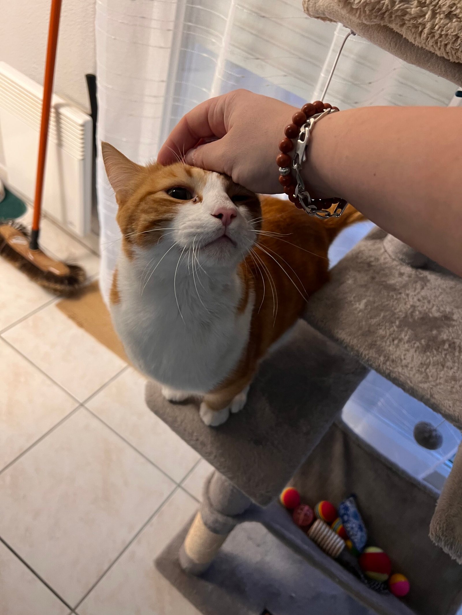 Service de garde d'animaux Aizenay - Visite de chat à domicile