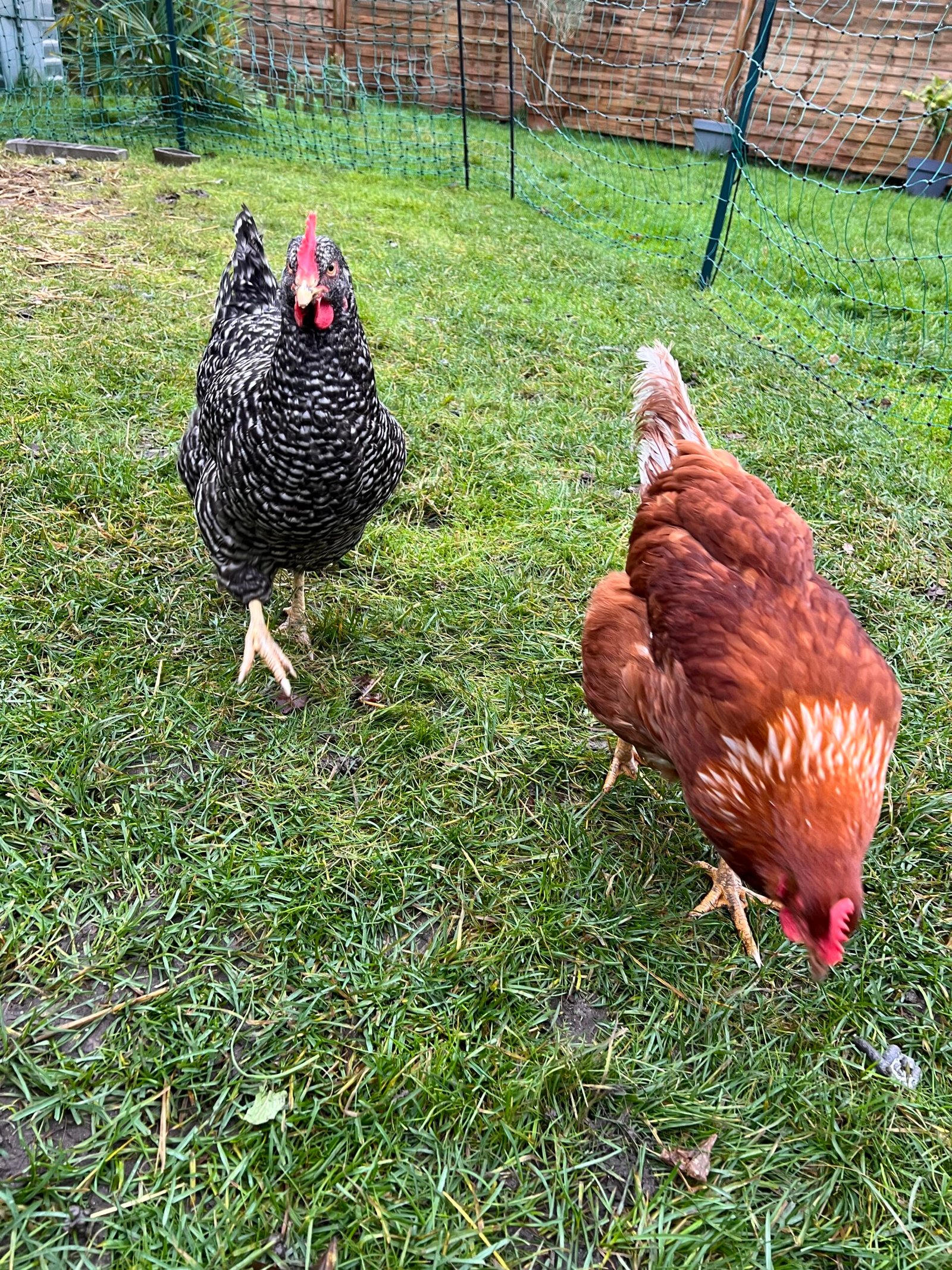 Service de garde d'animaux Aizenay - Visite de chat à domicile