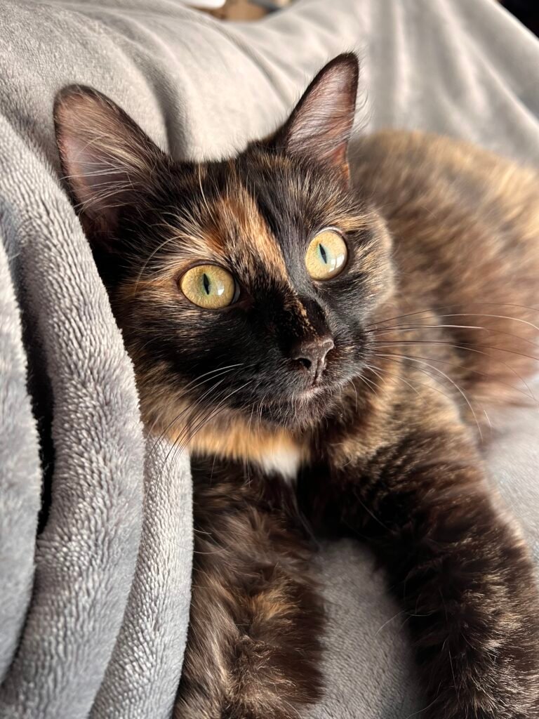 chat aizenay menuisier bois