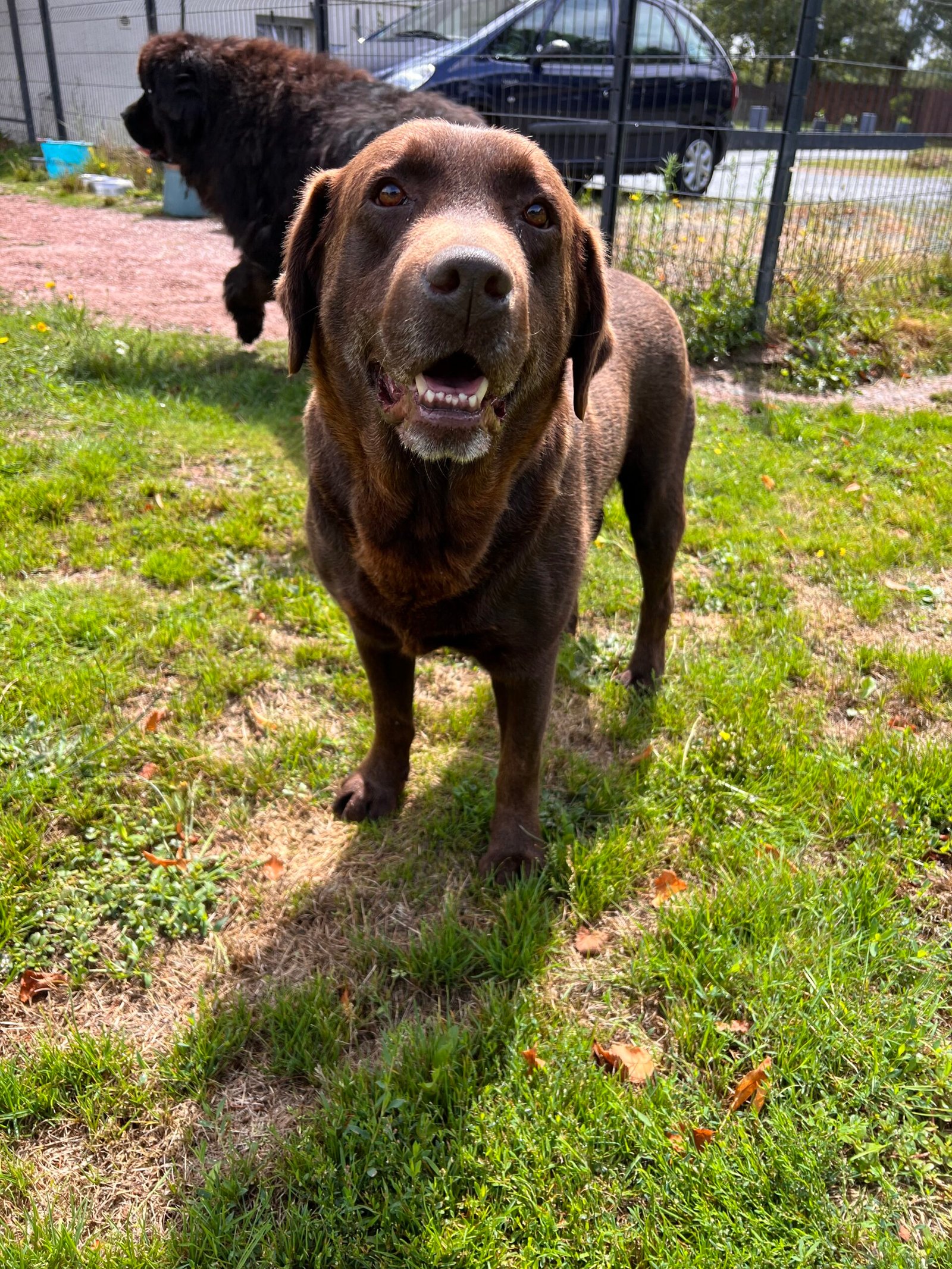 Service de garde d'animaux Aizenay - Visite de chat à domicile