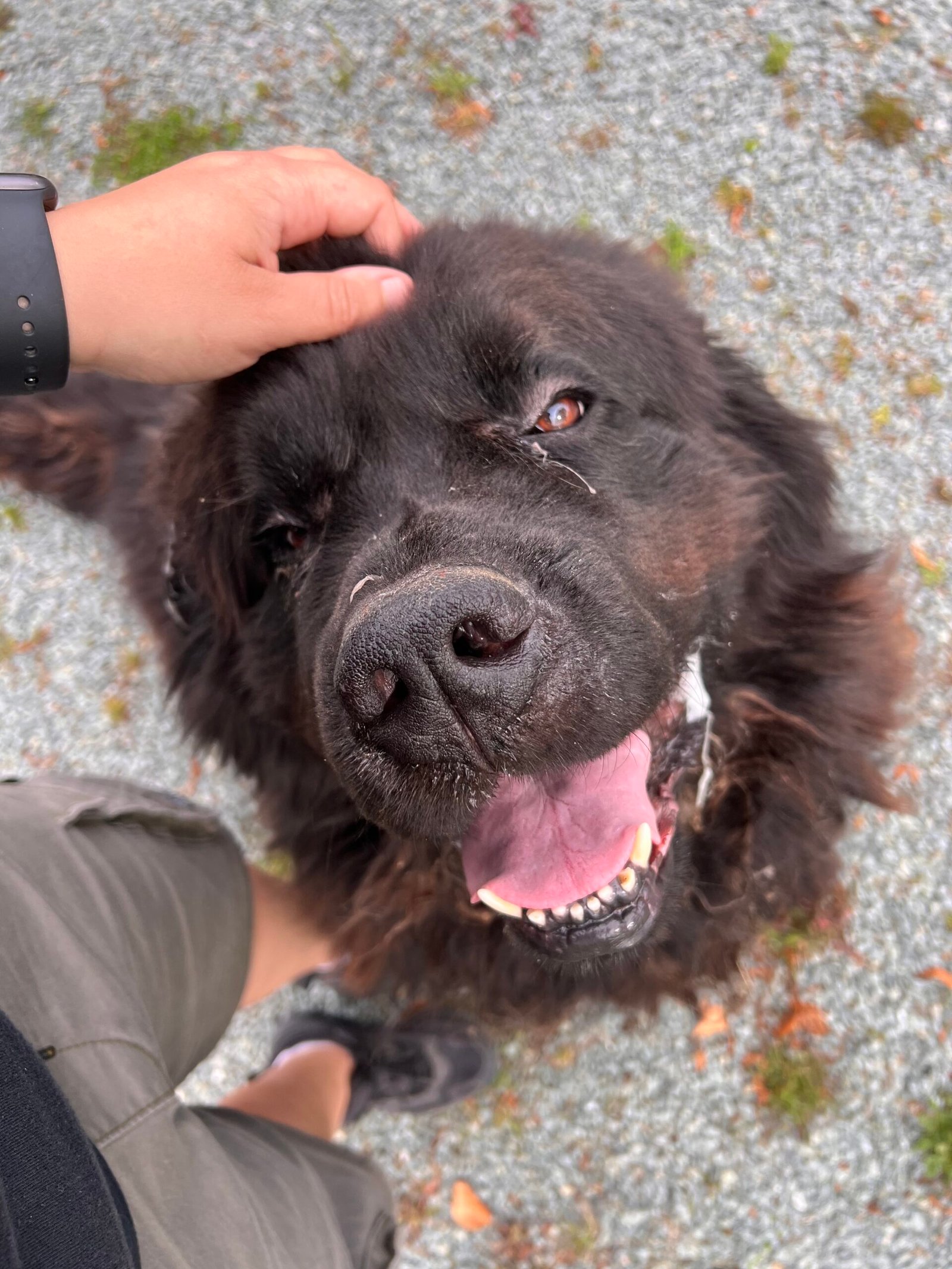 Service de garde d'animaux Aizenay - Visite de chat à domicile