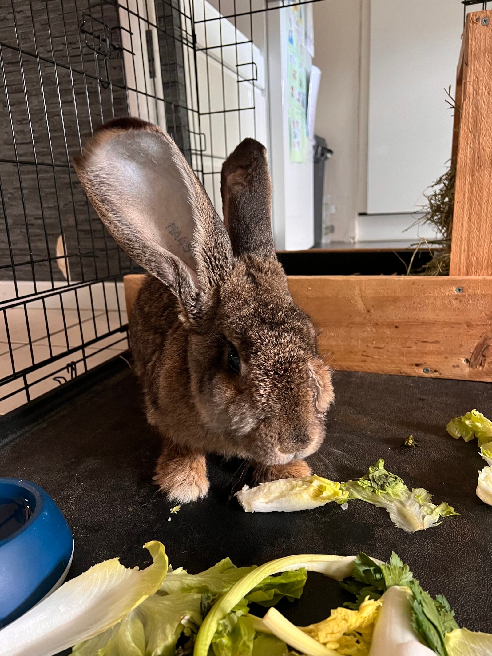 Service de garde d'animaux Aizenay - Visite de chat à domicile