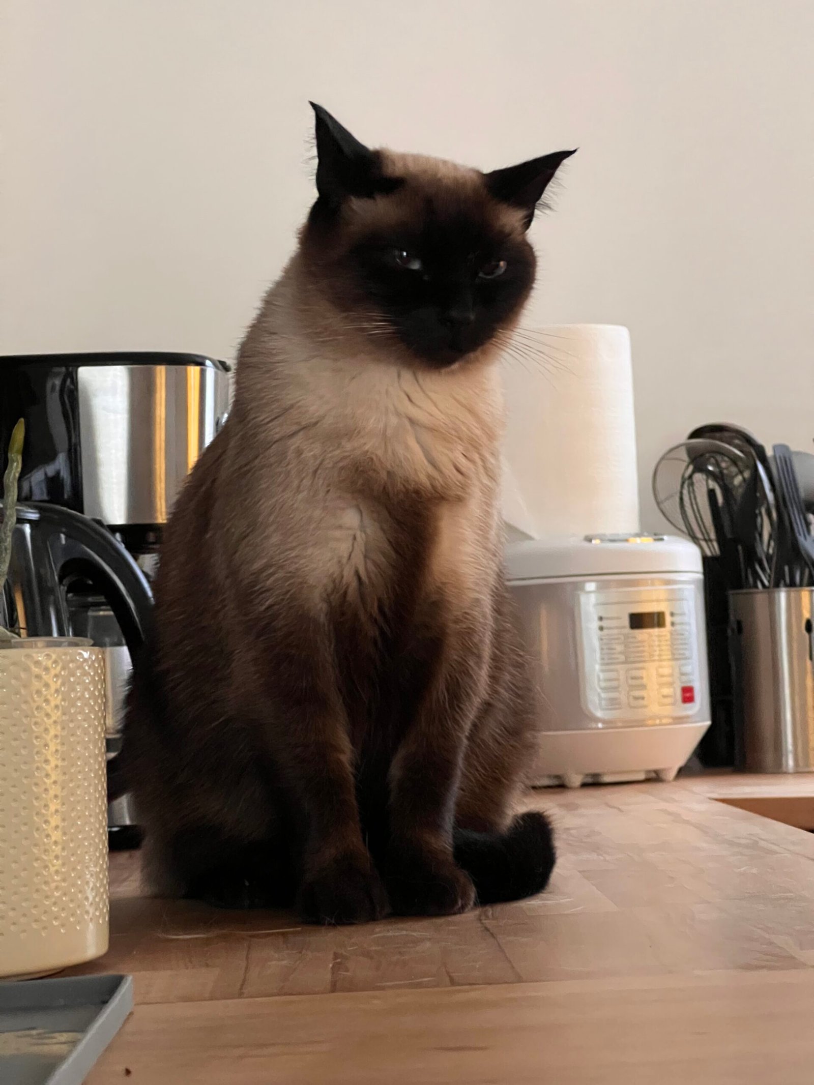 Service de garde d'animaux Aizenay - Visite de chat à domicile