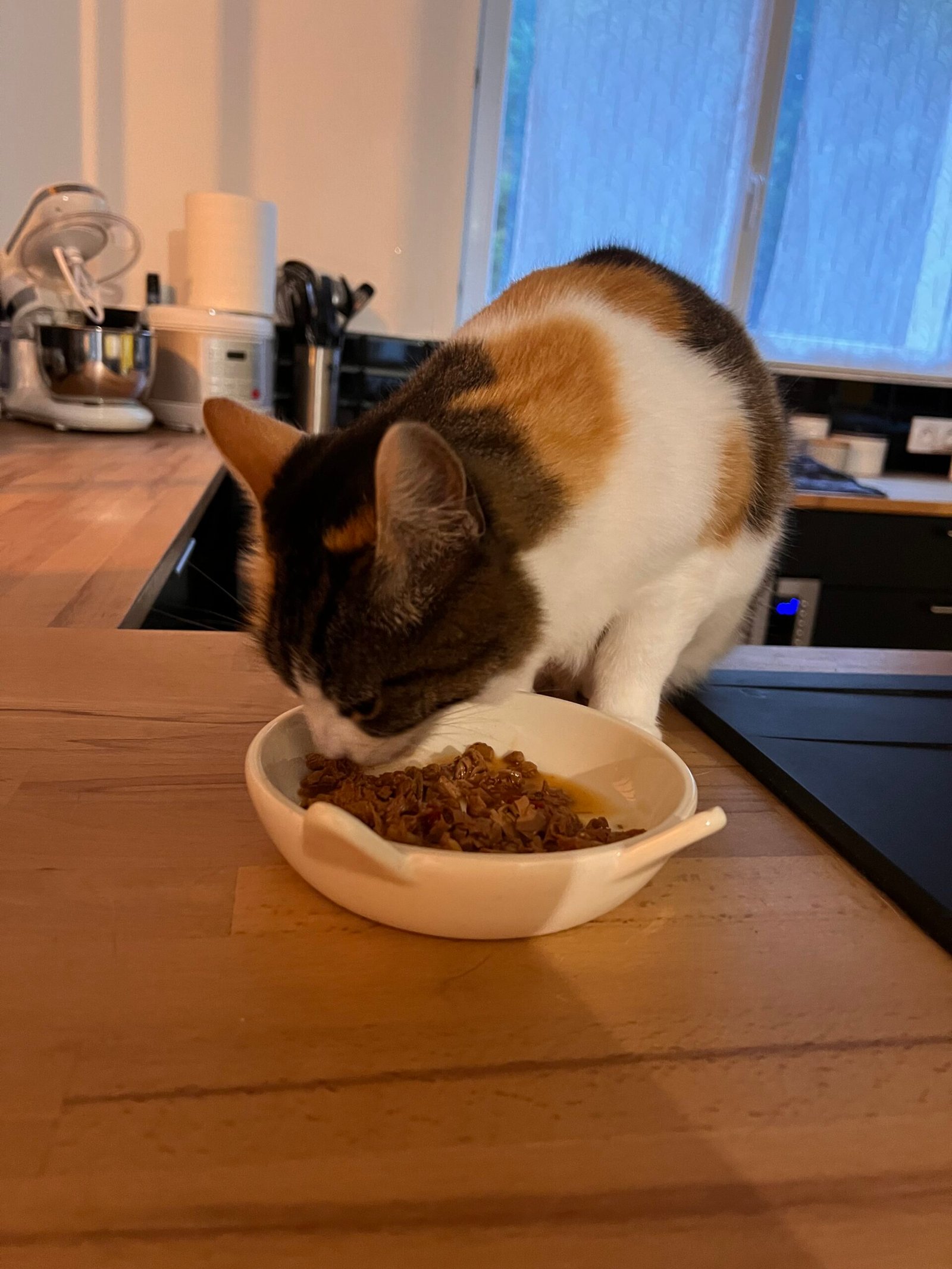 Service de garde d'animaux Aizenay - Visite de chat à domicile