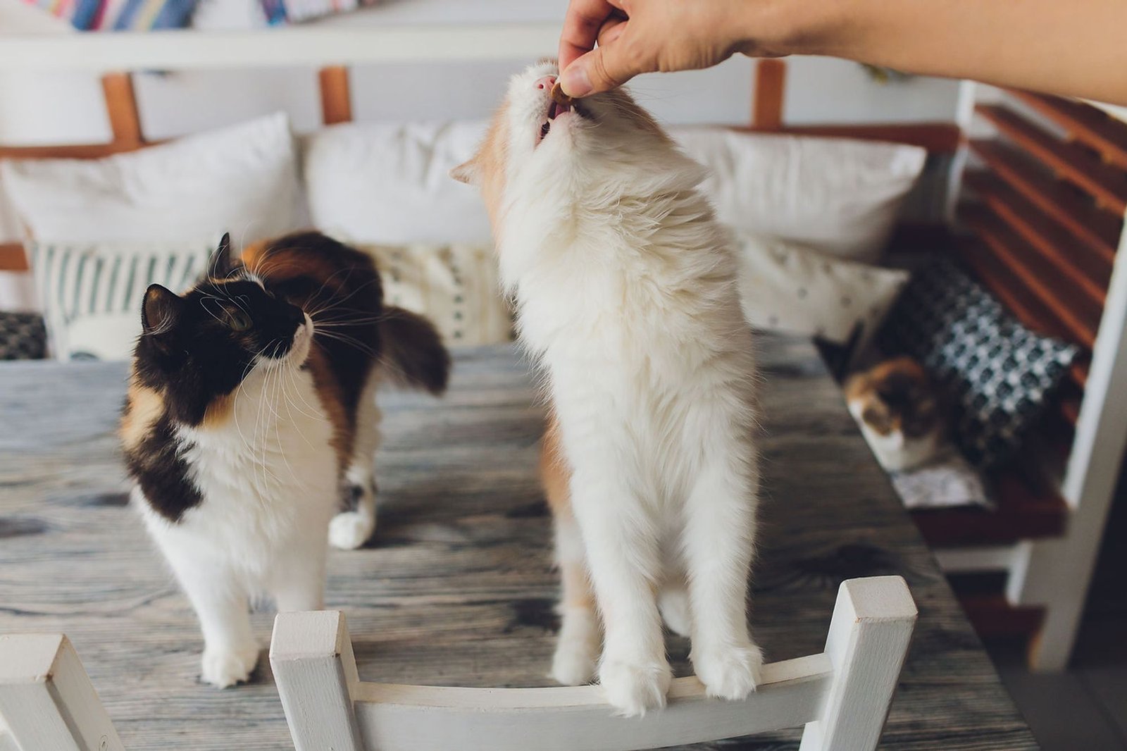 Service de garde d'animaux Aizenay - Visite de chat à domicile